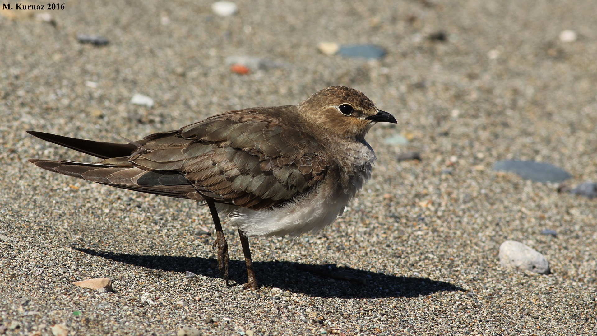 Karakanatlı bataklıkkırlangıcı » Black-winged Pratincole » Glareola nordmanni