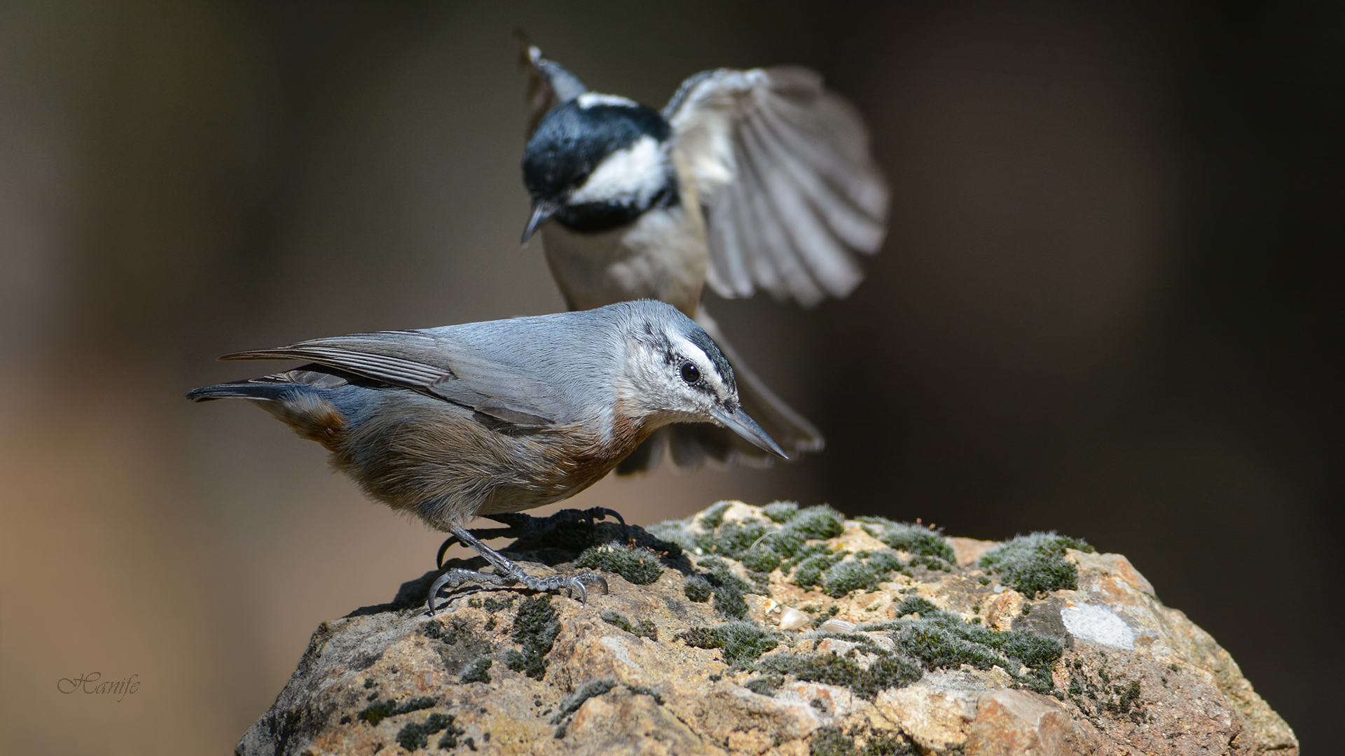 Anadolu sıvacısı » Krüper`s Nuthatch » Sitta krueperi