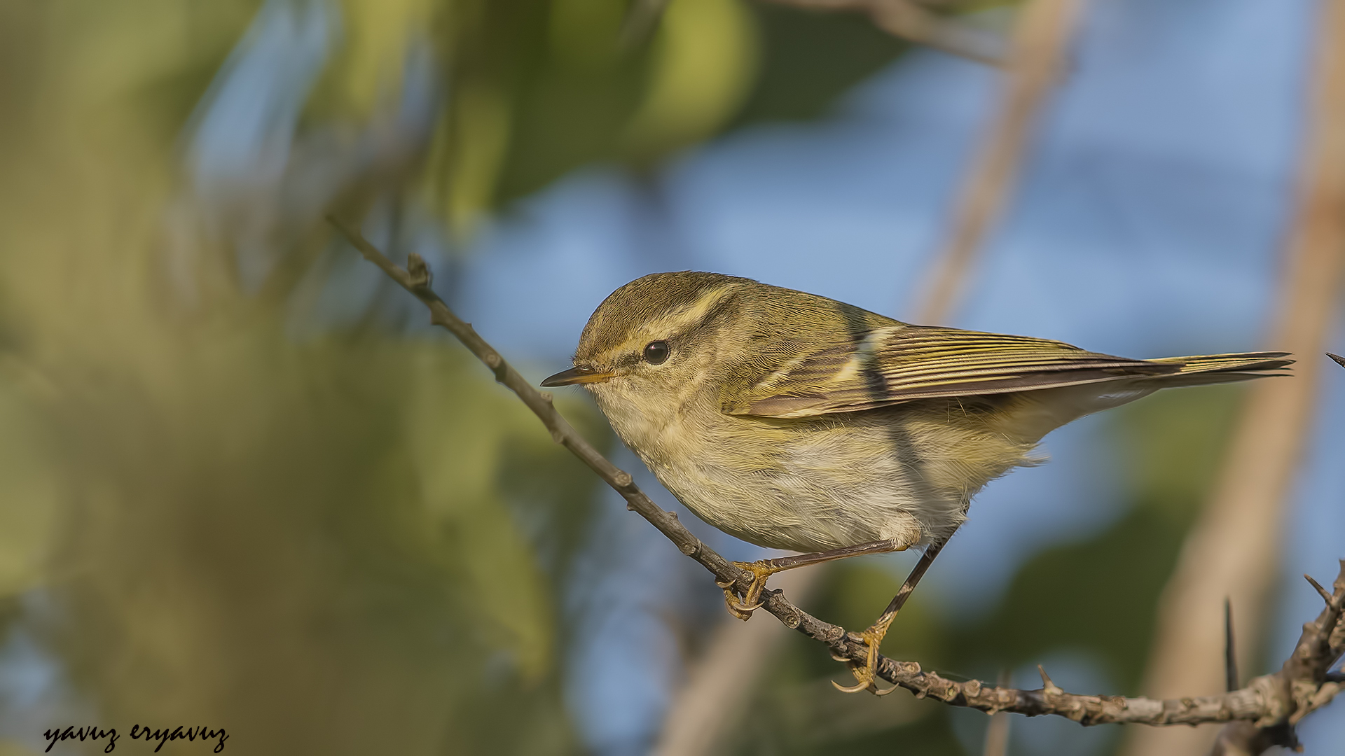 Sarıkaşlı çıvgın » Yellow-browed Warbler » Phylloscopus inornatus