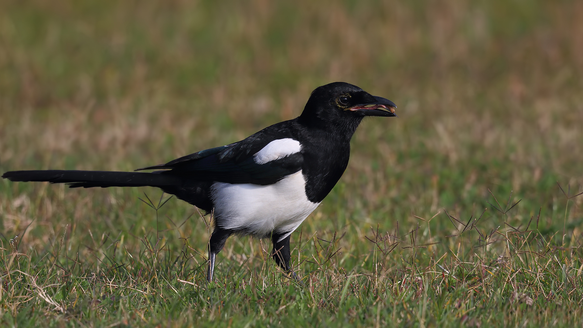 Saksağan » Eurasian Magpie » Pica pica