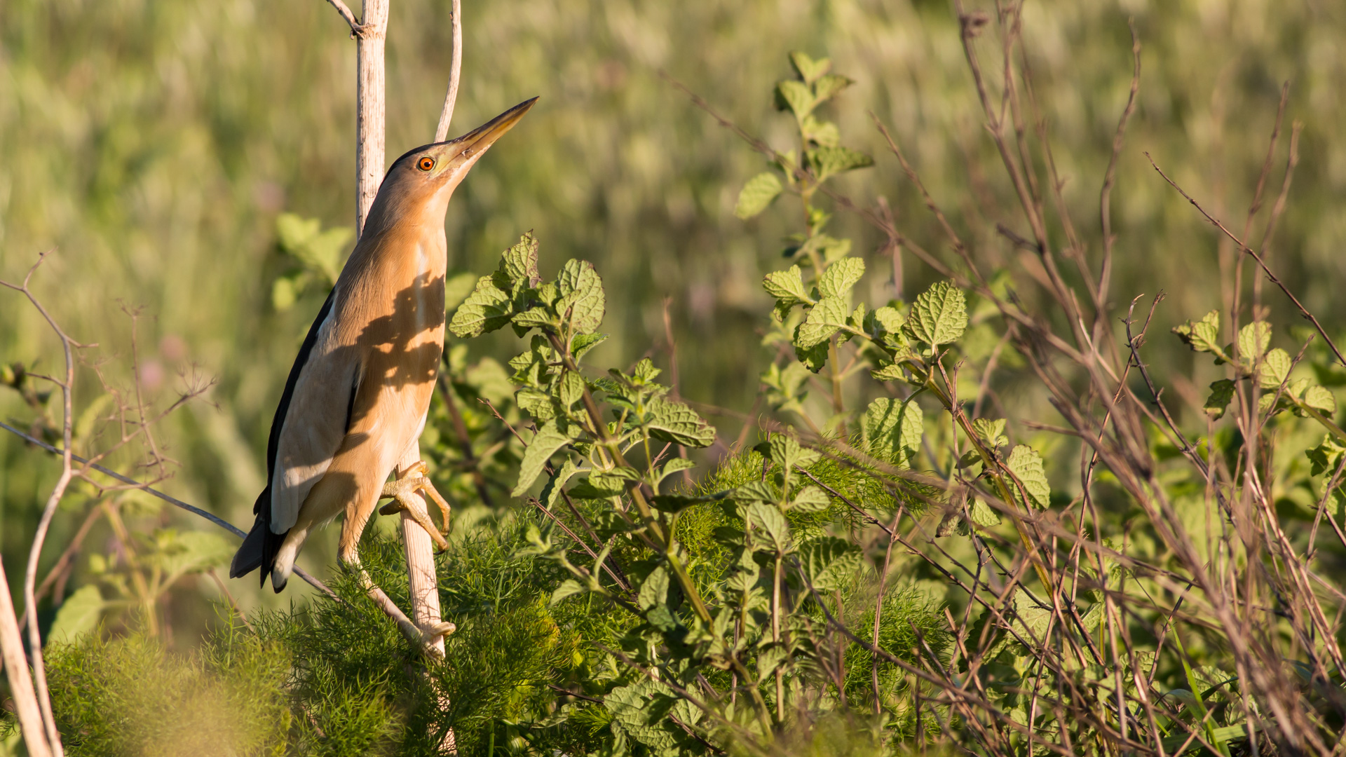 Küçük balaban » Little Bittern » Ixobrychus minutus