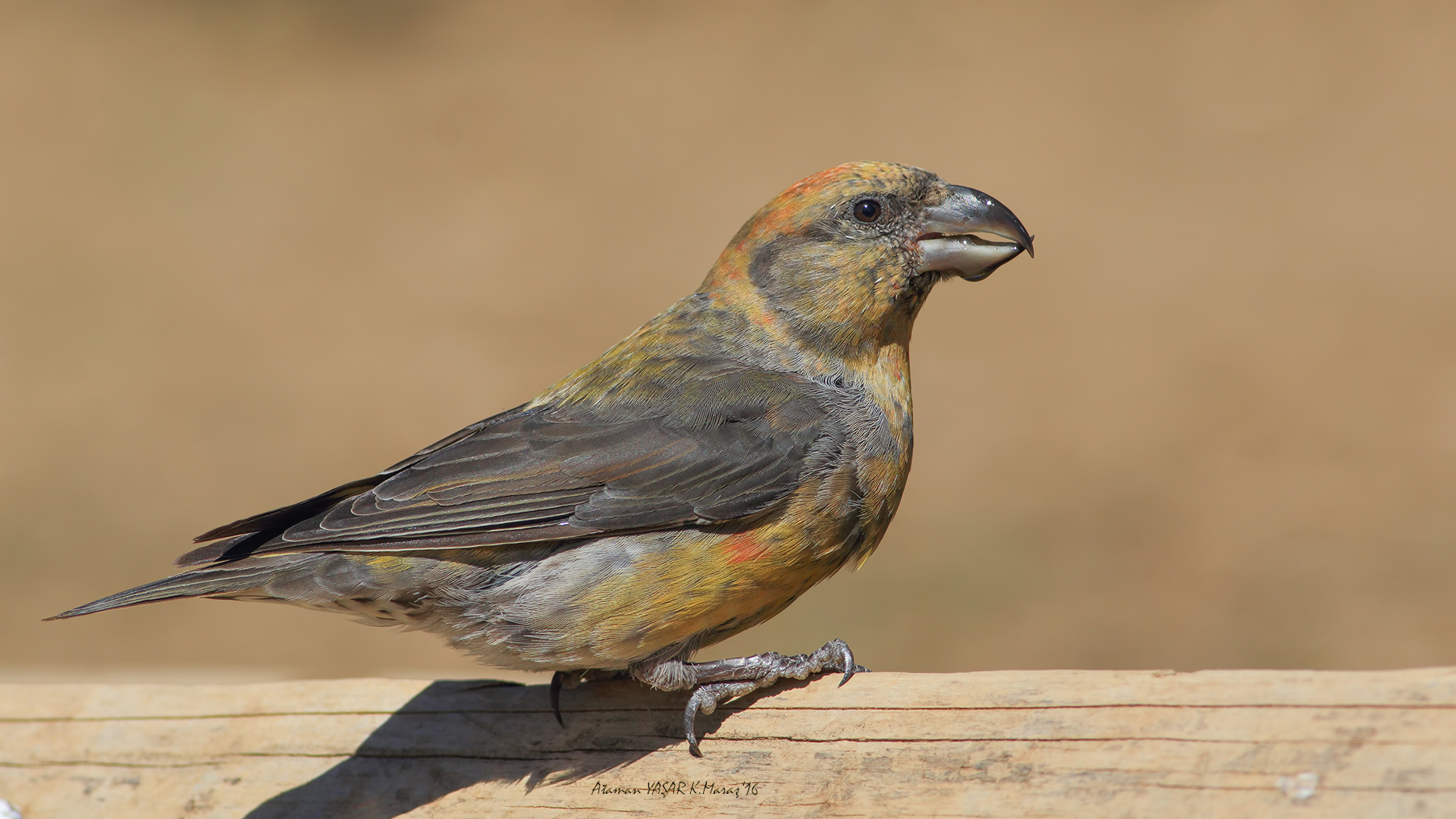 Çaprazgaga » Red Crossbill » Loxia curvirostra