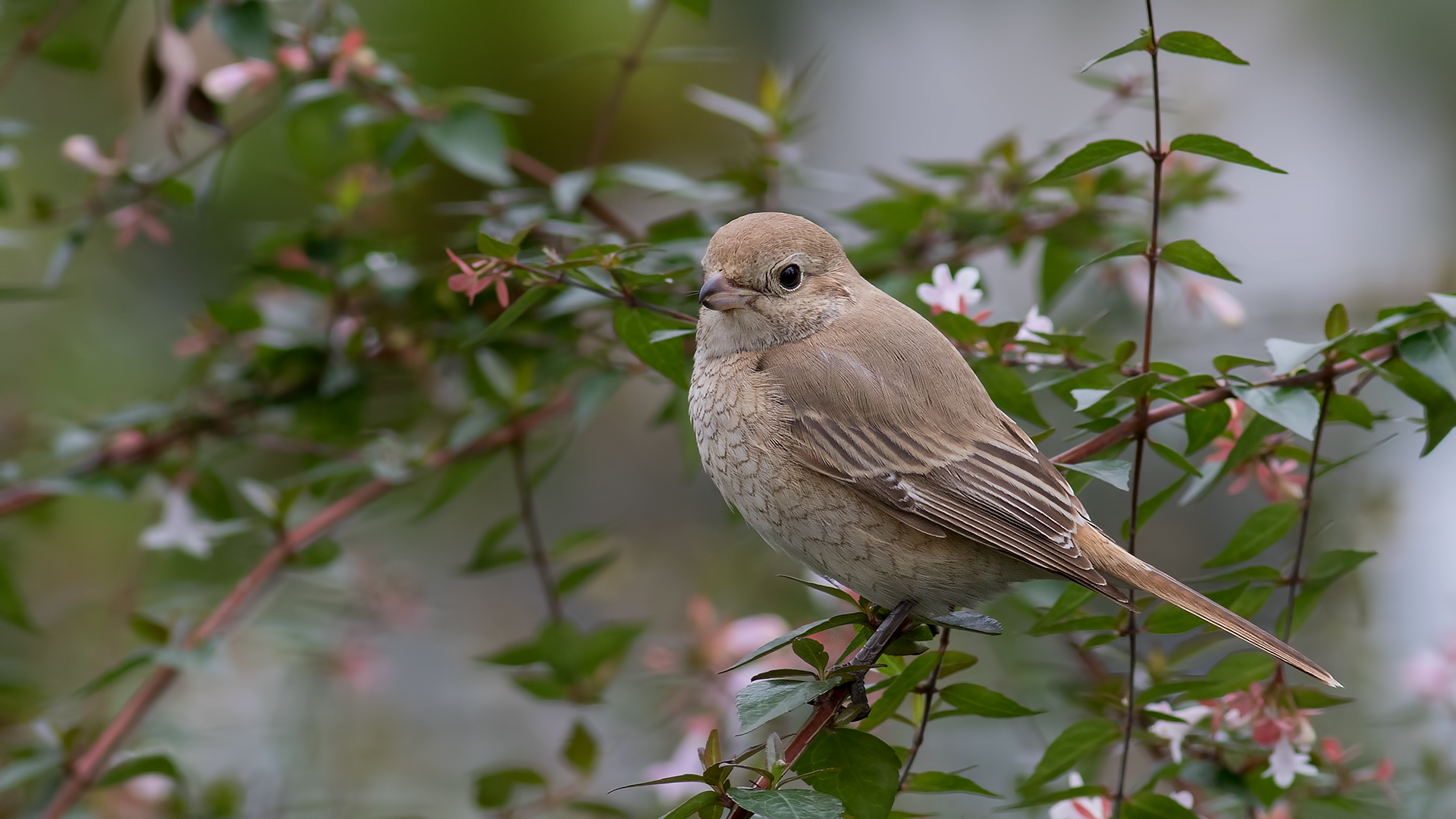 Kızılkuyruklu örümcekkuşu » Isabelline Shrike » Lanius isabellinus