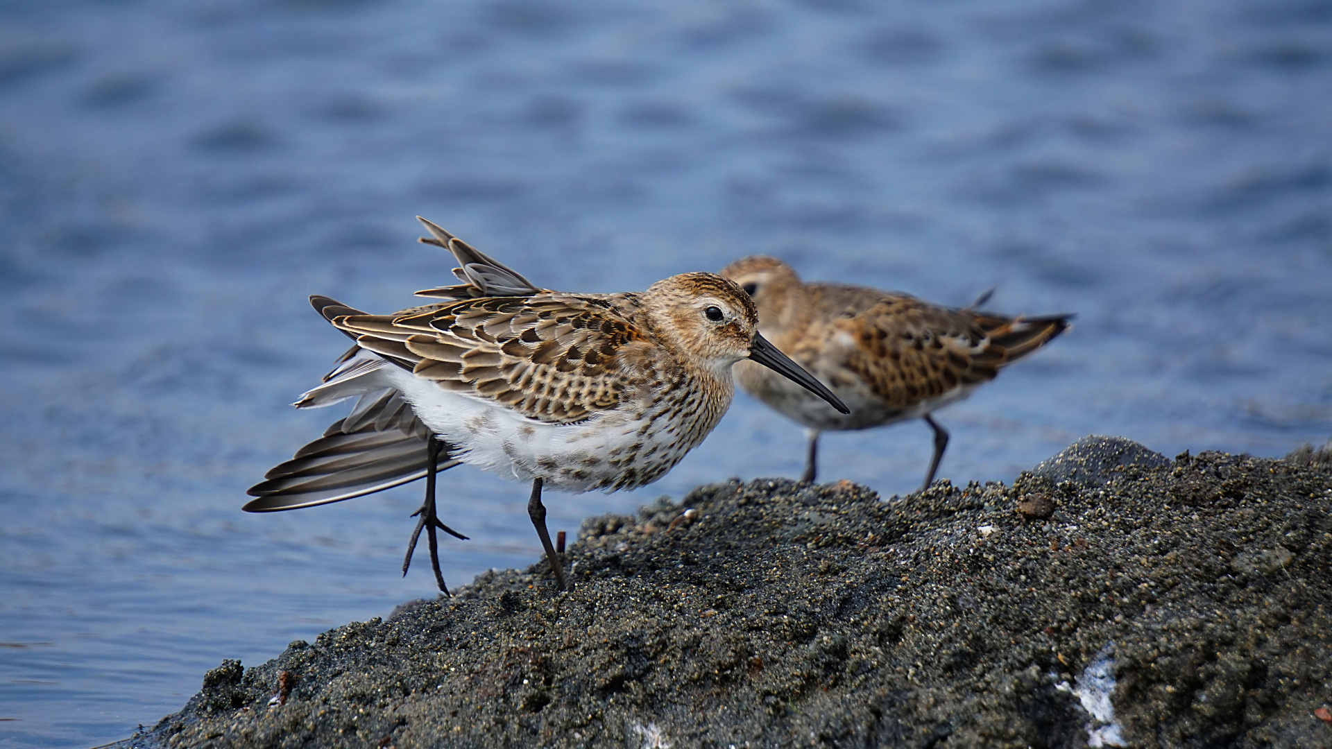 Karakarınlı kumkuşu » Dunlin » Calidris alpina