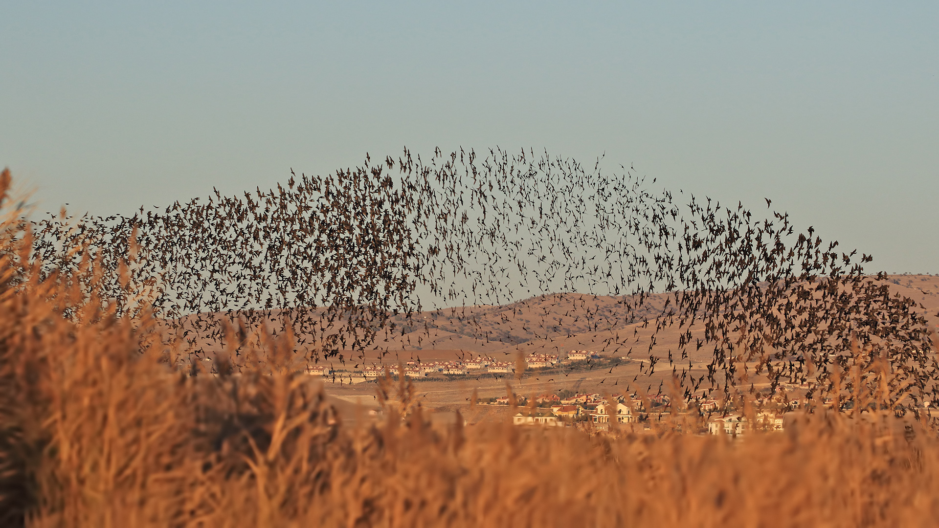 Sığırcık » Common Starling » Sturnus vulgaris