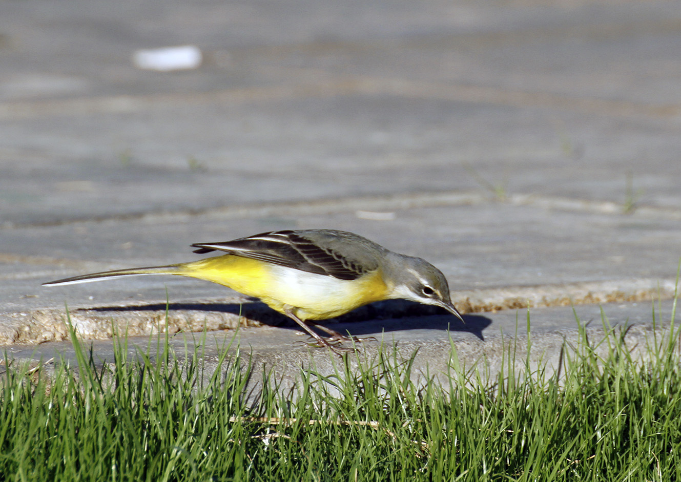 Dağ kuyruksallayanı