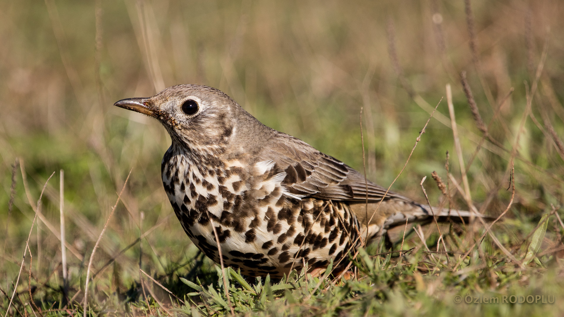 Ökse ardıcı » Mistle Thrush » Turdus viscivorus