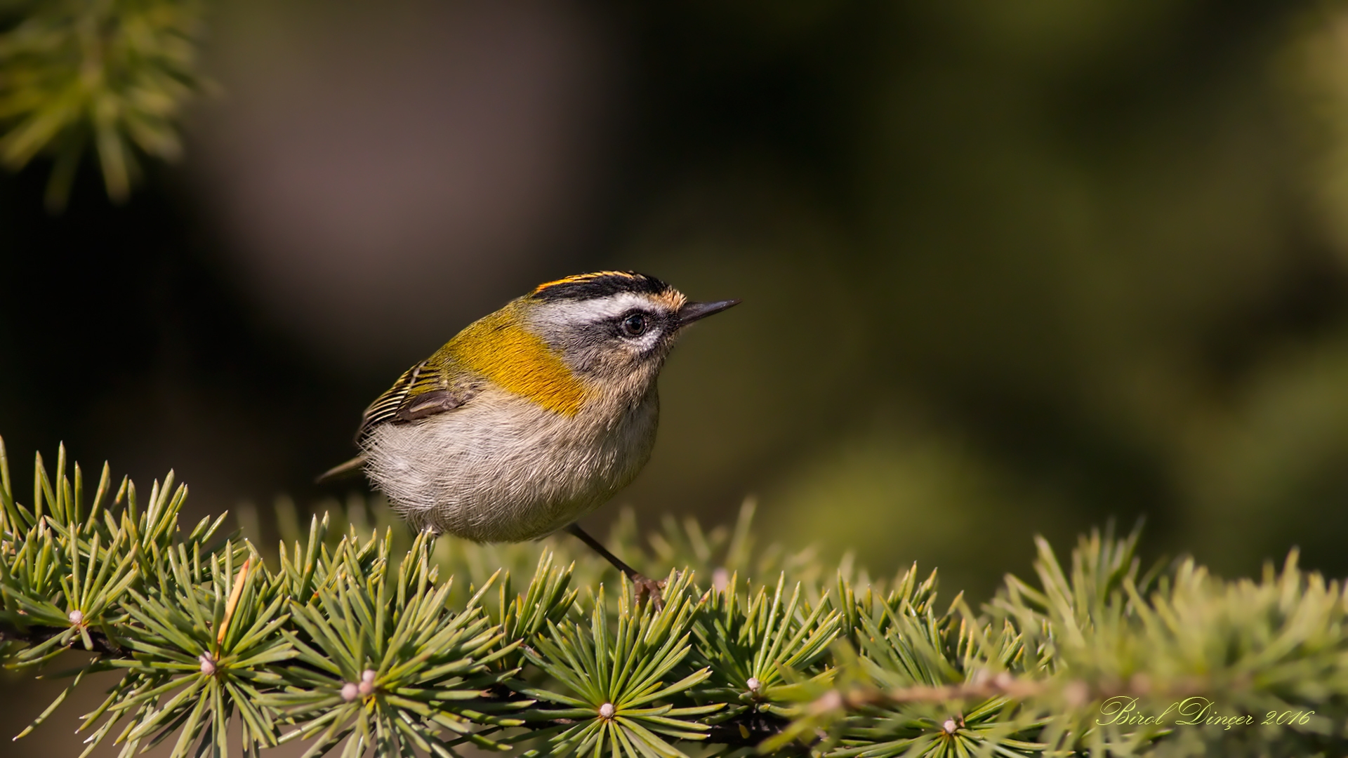 Sürmeli çalıkuşu » Common Firecrest » Regulus ignicapilla