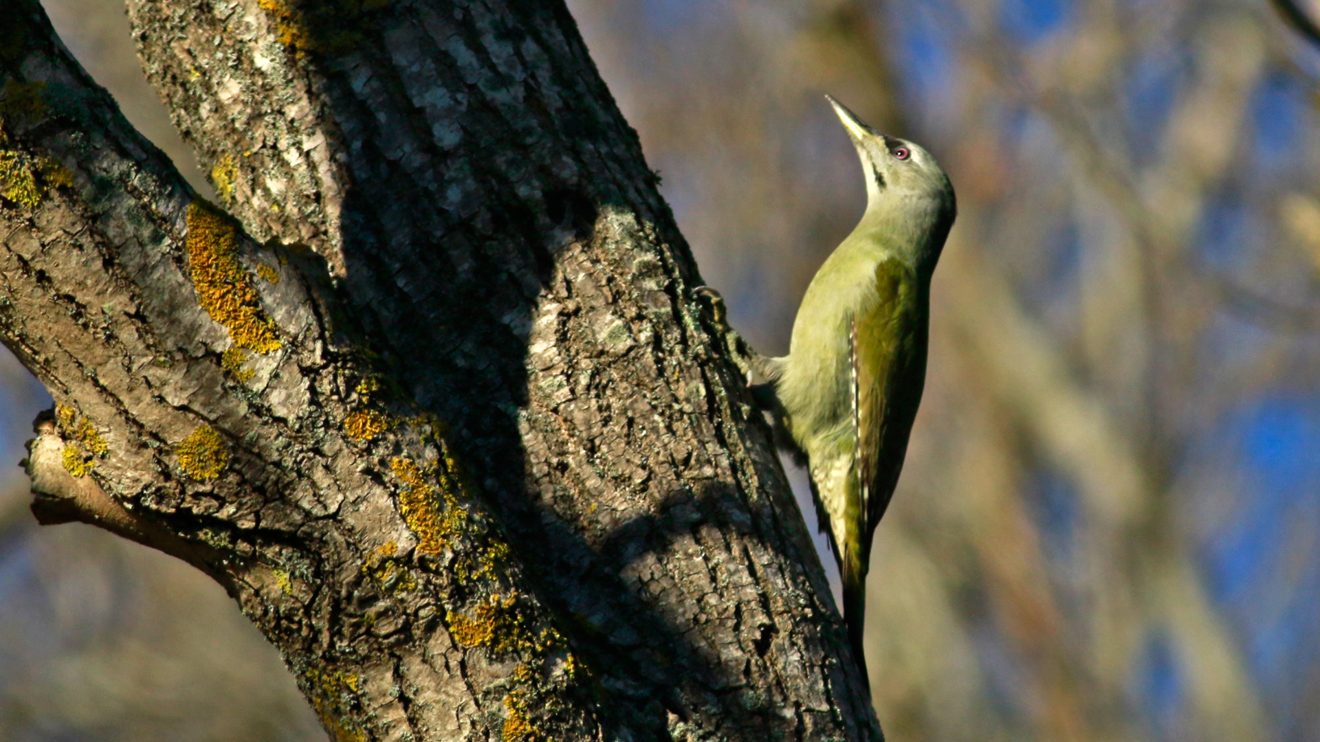 Küçük yeşil ağaçkakan » Grey-headed Woodpecker » Picus canus