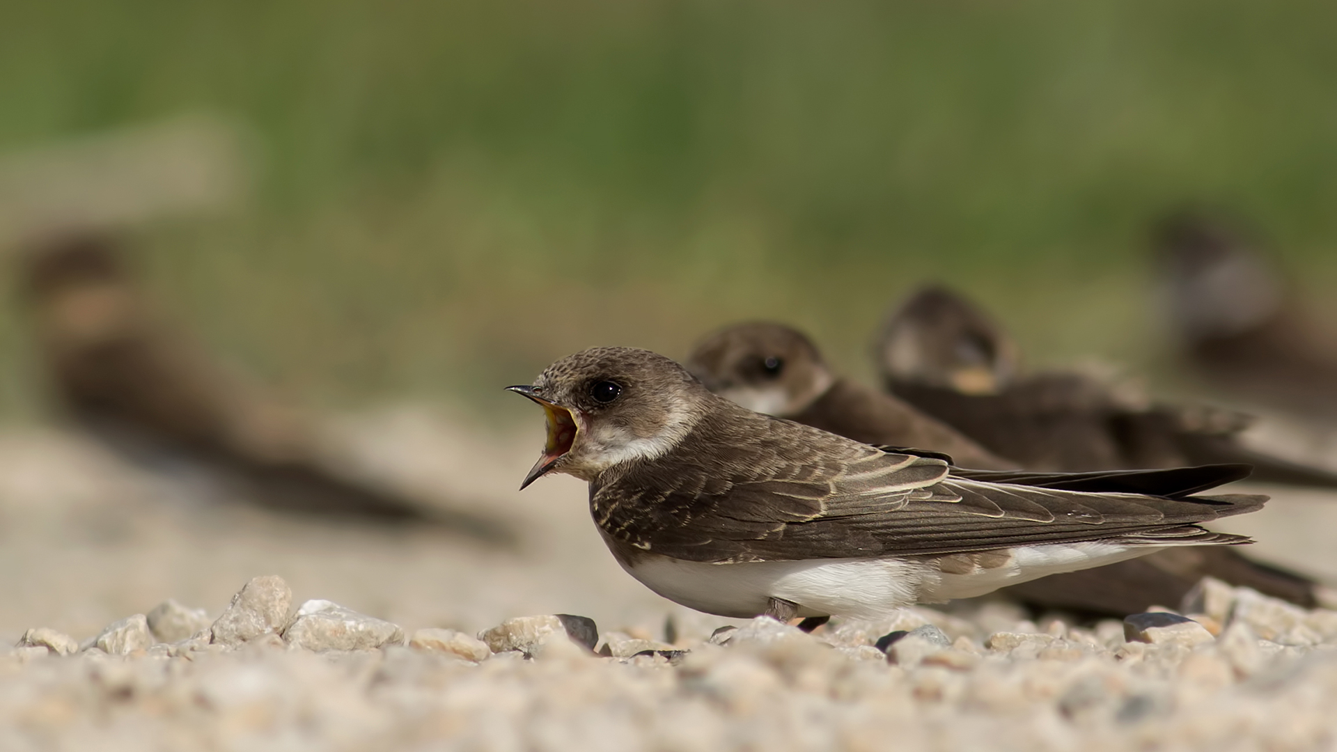 Kum kırlangıcı » Sand Martin » Riparia riparia