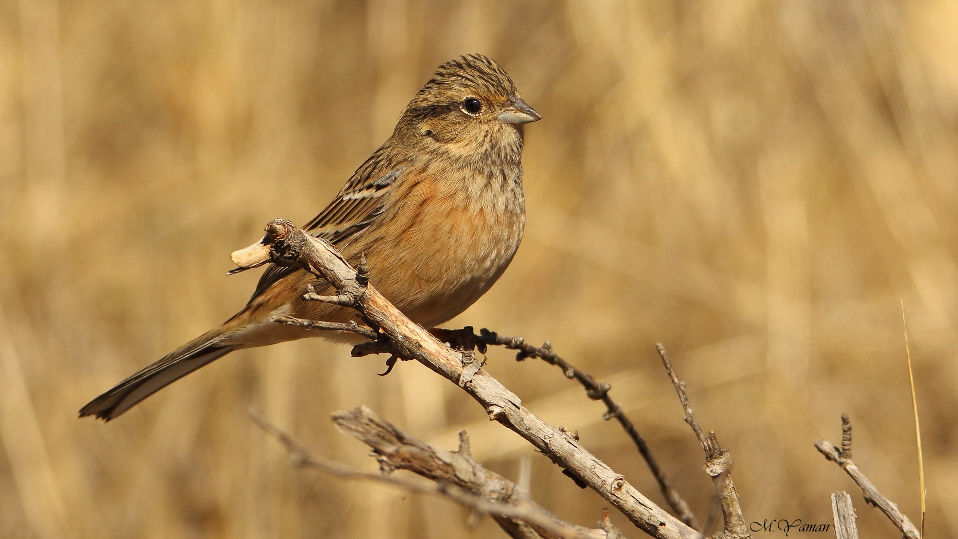 Kaya kirazkuşu » Rock Bunting » Emberiza cia