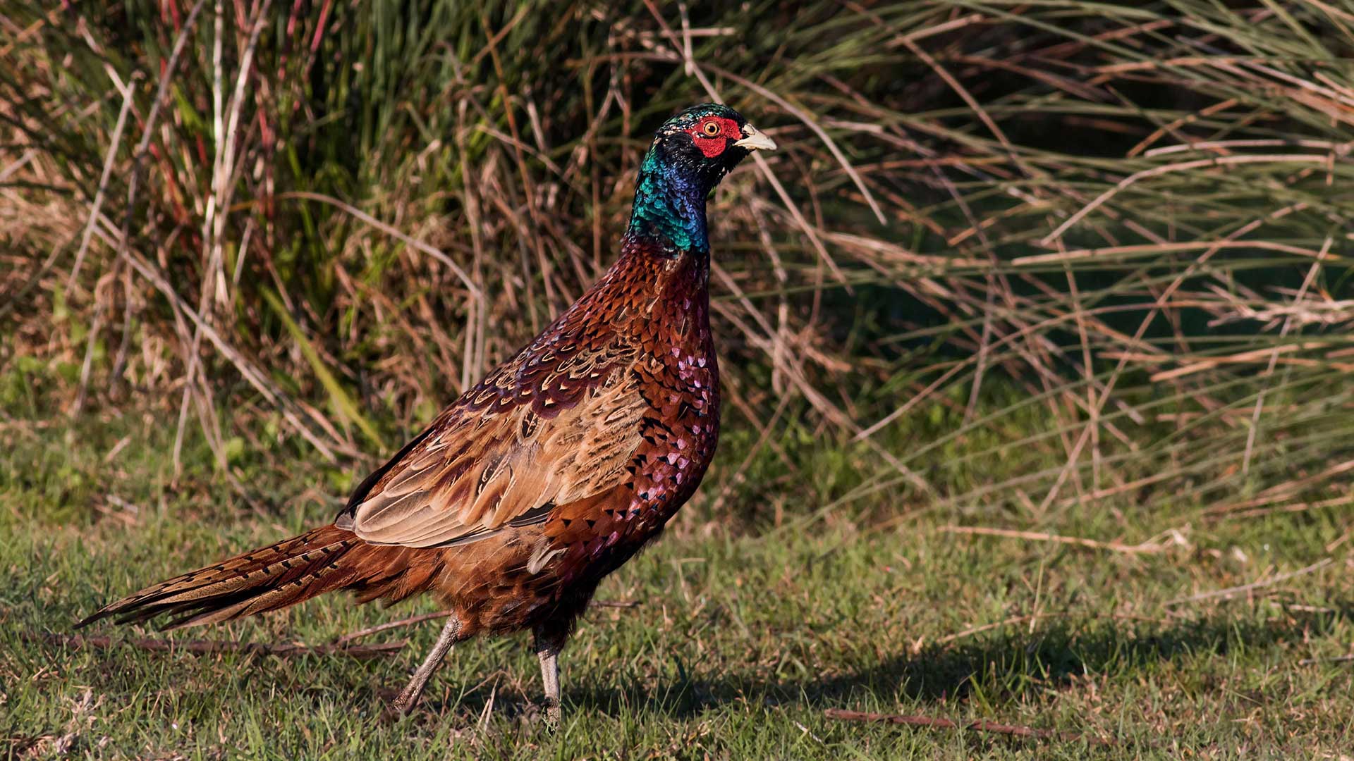 Sülün » Common Pheasant » Phasianus colchicus