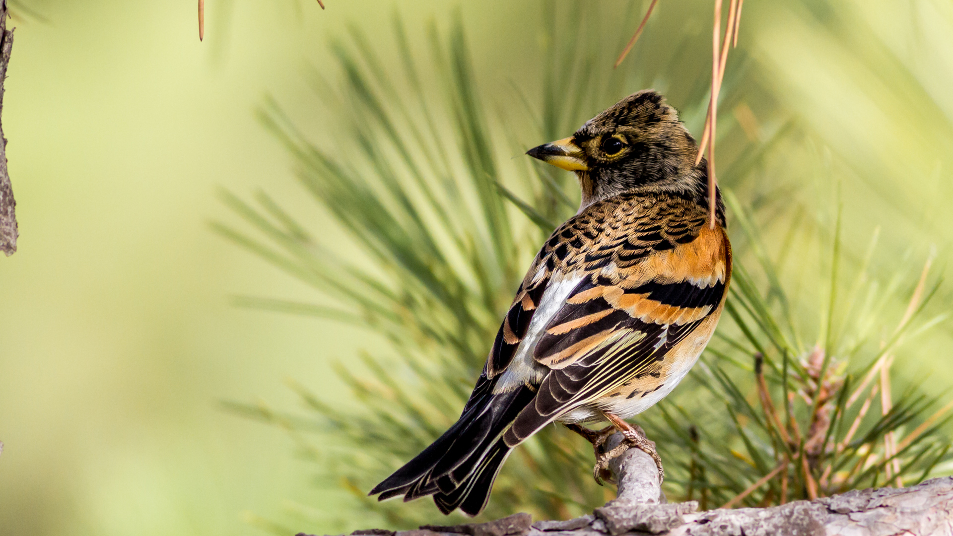 Dağ ispinozu » Brambling » Fringilla montifringilla