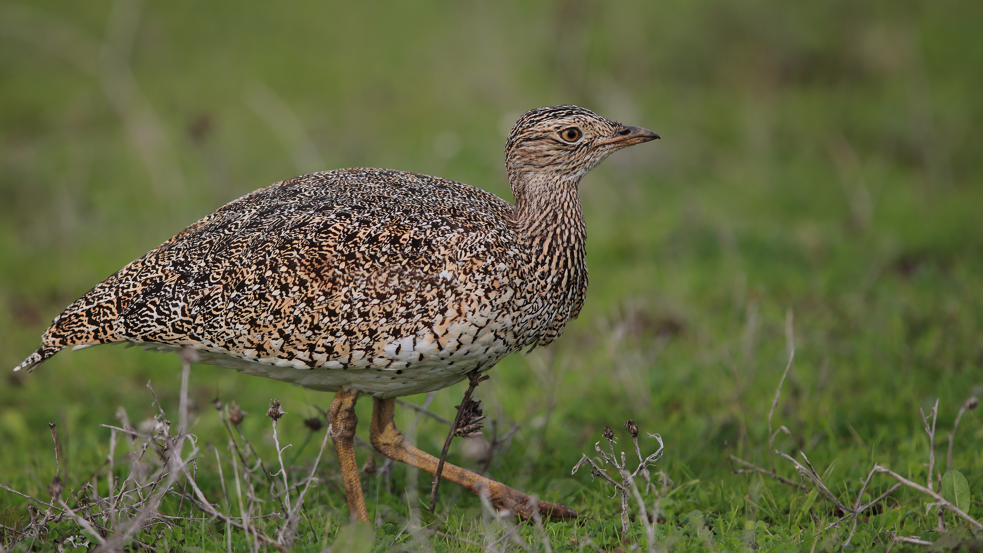 Mezgeldek » Little Bustard » Tetrax tetrax