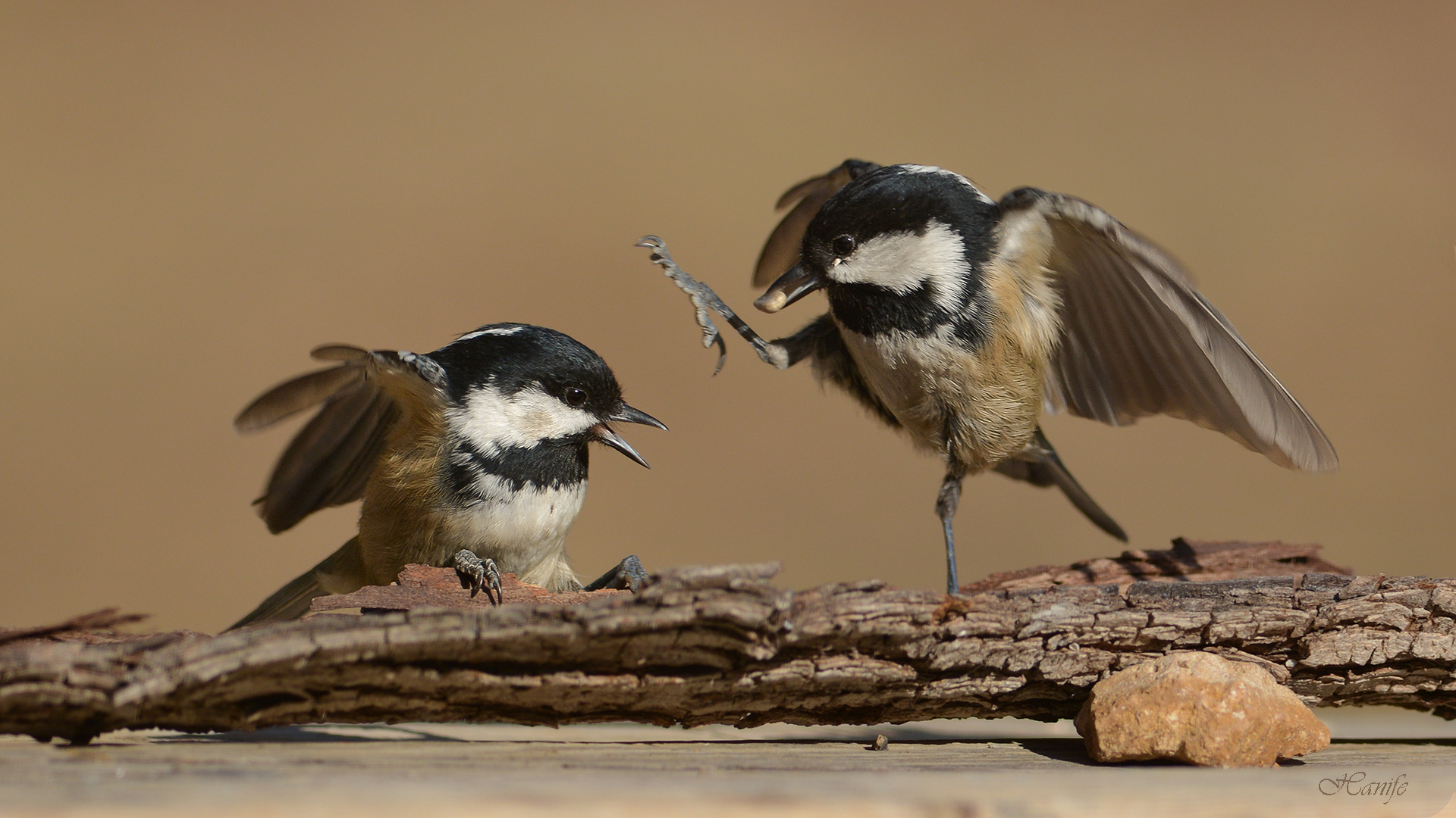 Çam baştankarası » Coal Tit » Periparus ater