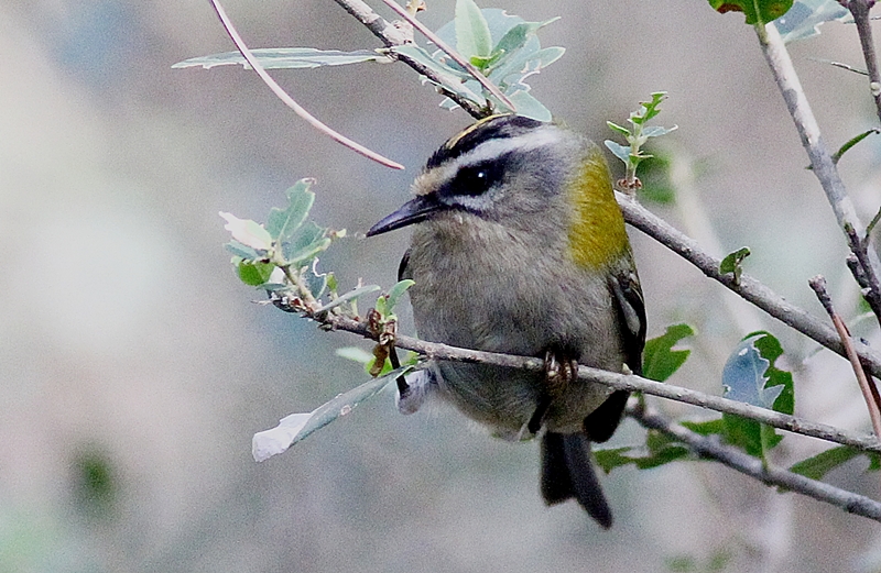 Sürmeli çalıkuşu