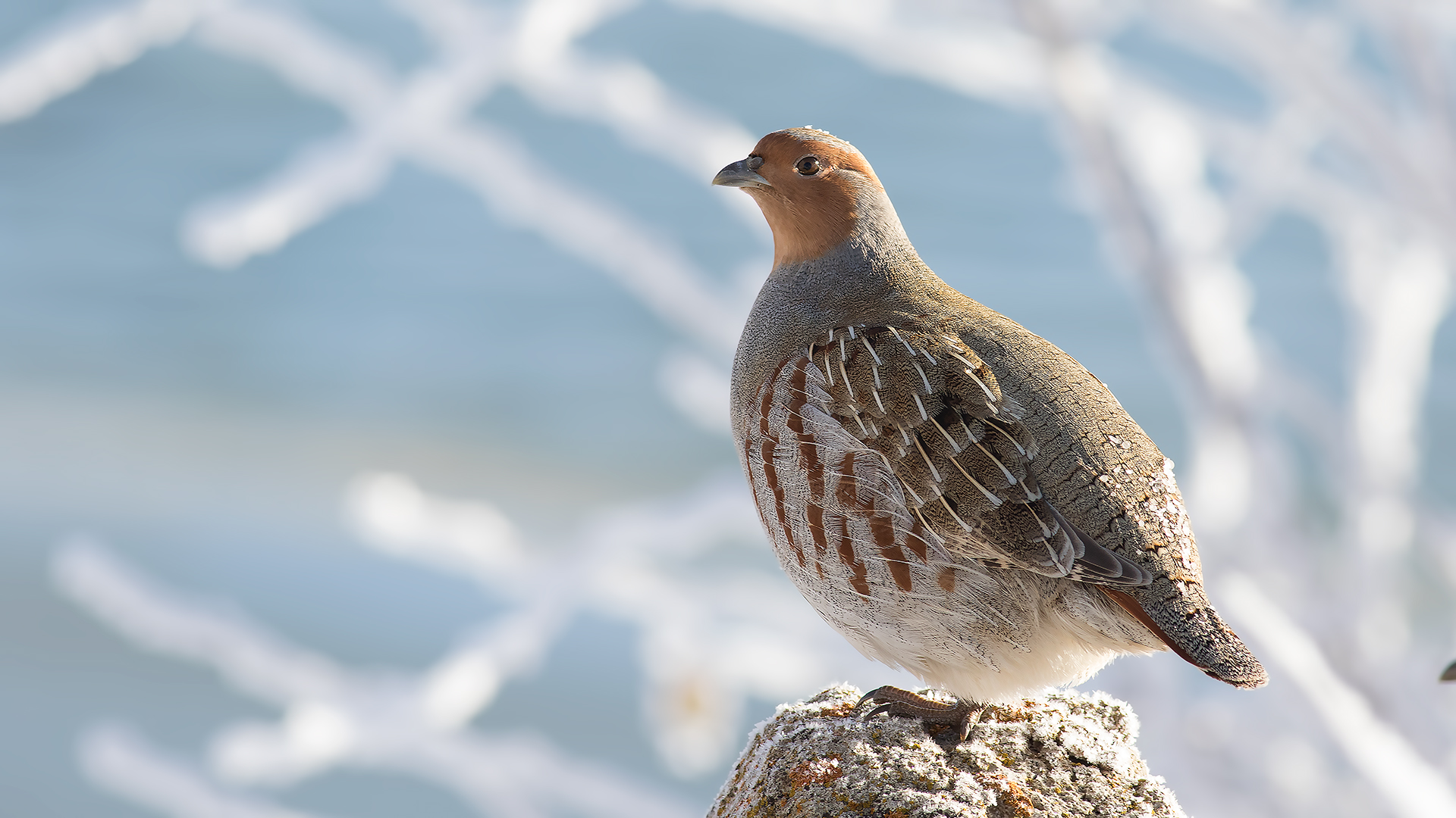 Çilkeklik » Grey Partridge » Perdix perdix