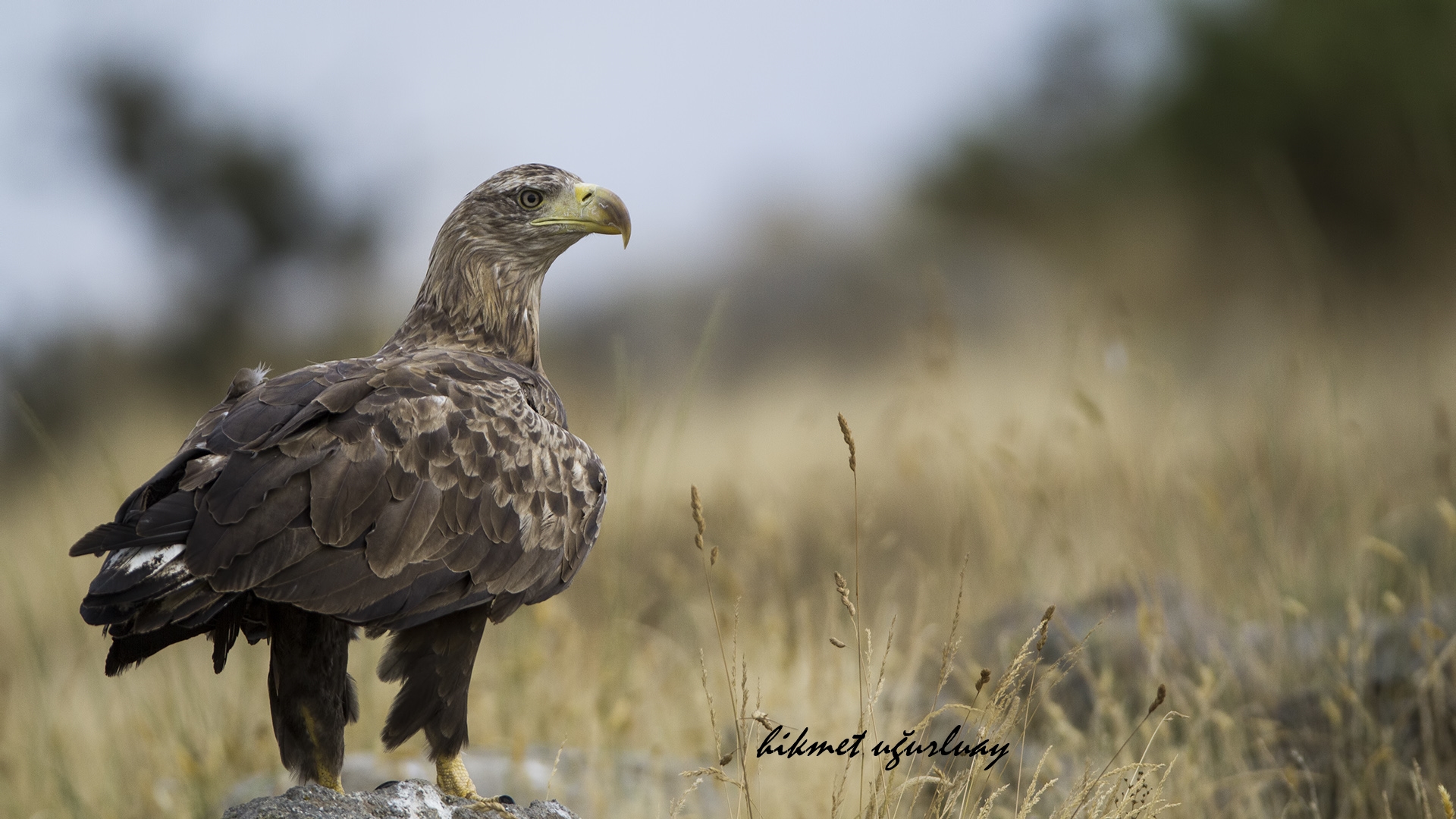 Akkuyruklu kartal » White-tailed Eagle » Haliaeetus albicilla