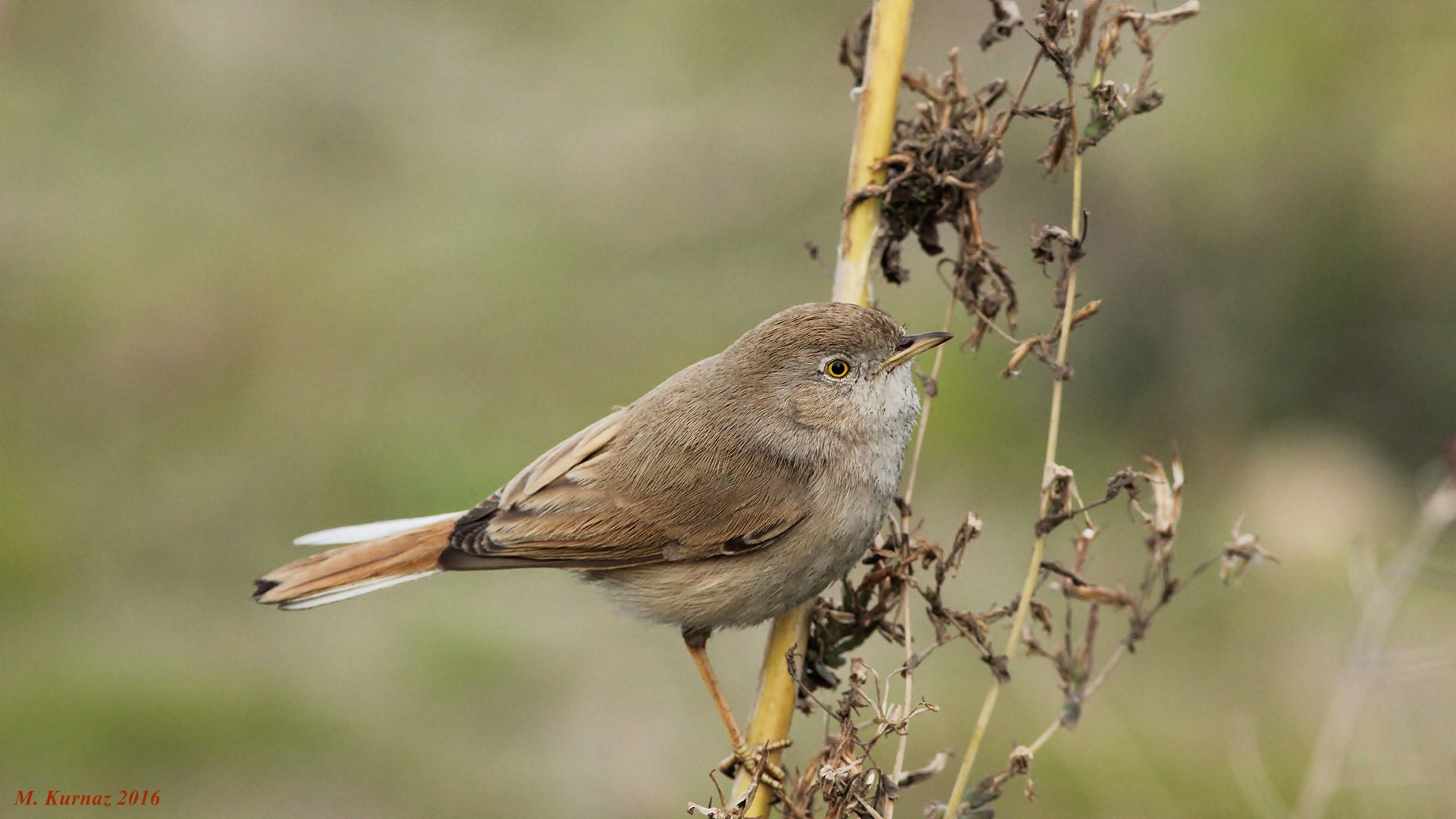 Çöl ötleğeni » Asian Desert Warbler » Sylvia nana