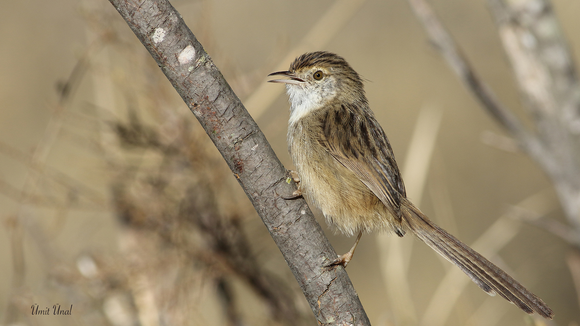 Dikkuyruklu ötleğen » Delicate prinia » Prinia lepida