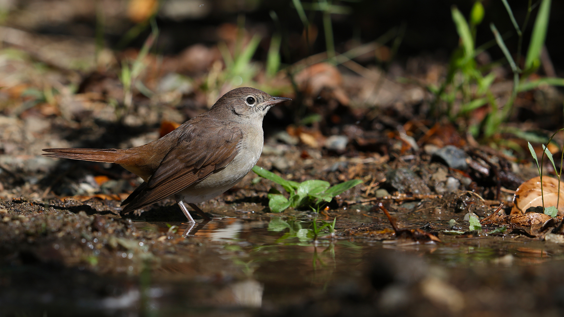 Bülbül » Common Nightingale » Luscinia megarhynchos