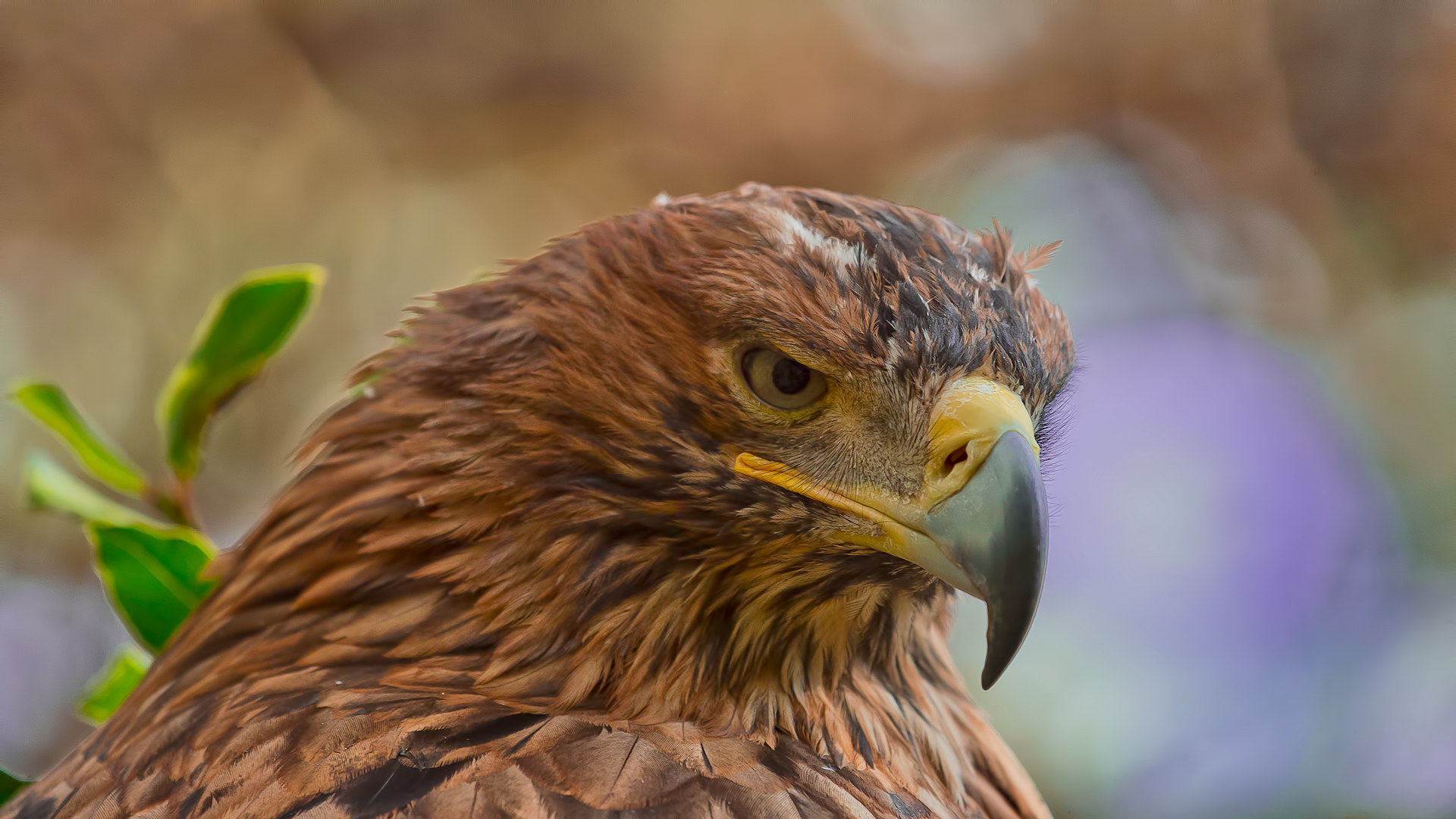 Şah kartal » Eastern Imperial Eagle » Aquila heliaca