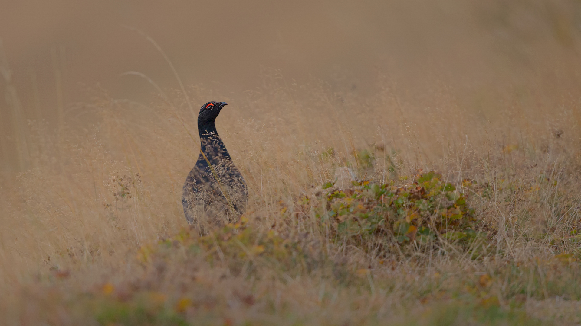 Dağhorozu » Caucasian Grouse » Lyrurus mlokosiewiczi