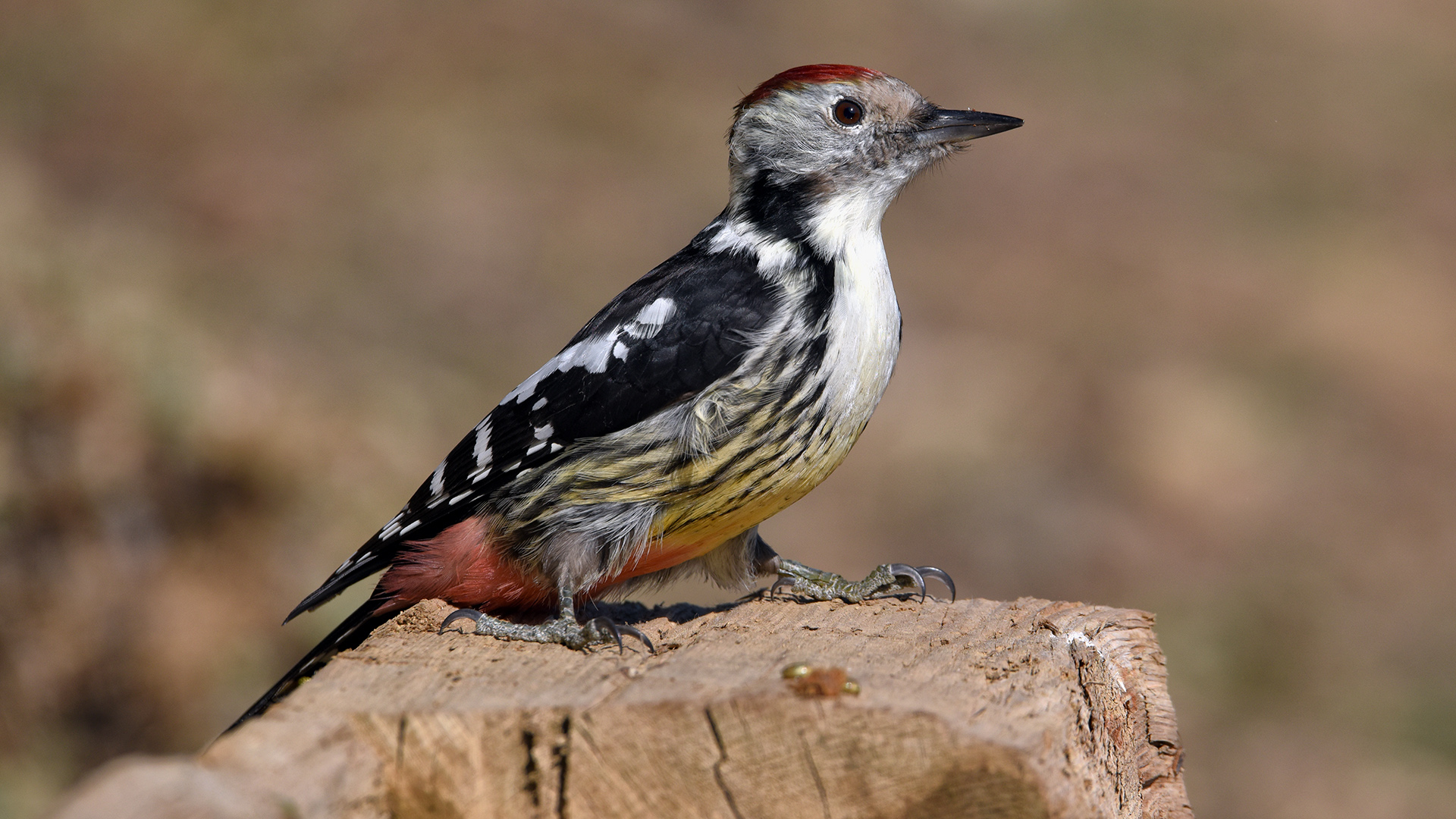 Ortanca ağaçkakan » Middle Spotted Woodpecker » Dendrocoptes medius