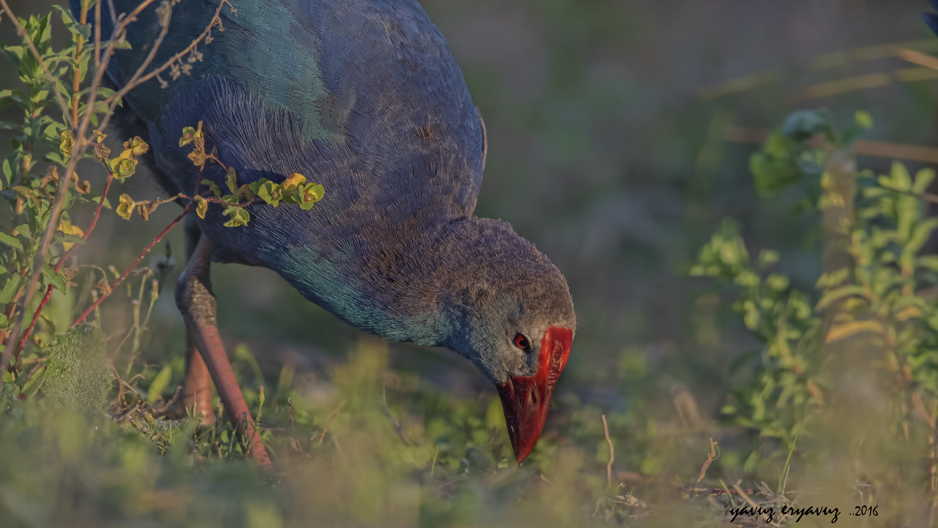 Sazhorozu » Purple Swamphen » Porphyrio porphyrio