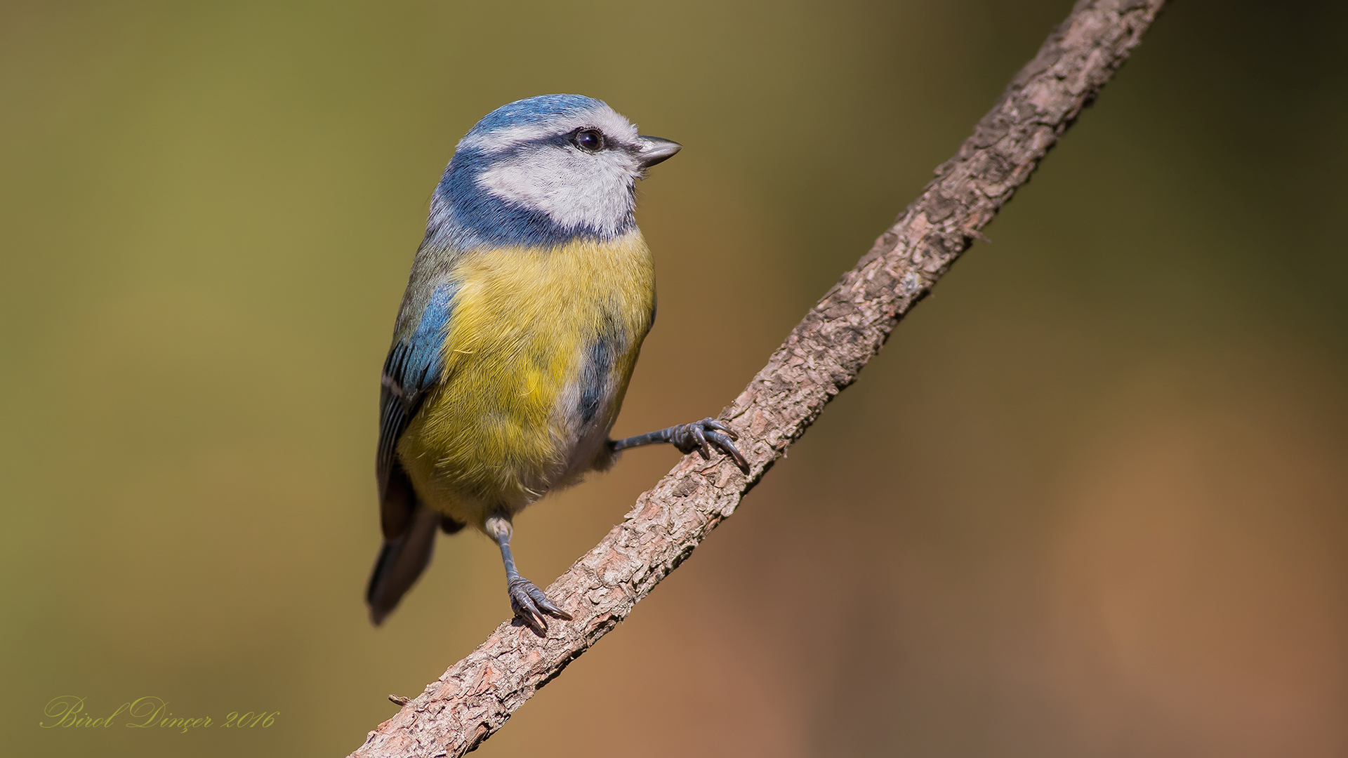 Mavi baştankara » Eurasian Blue Tit » Cyanistes caeruleus