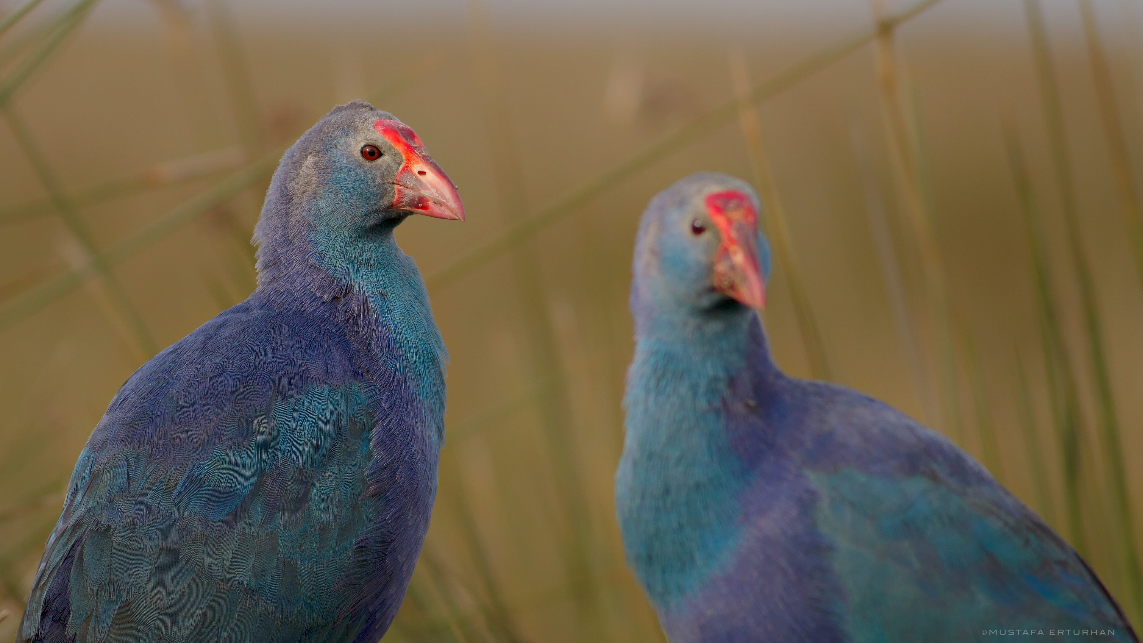 Sazhorozu » Purple Swamphen » Porphyrio porphyrio