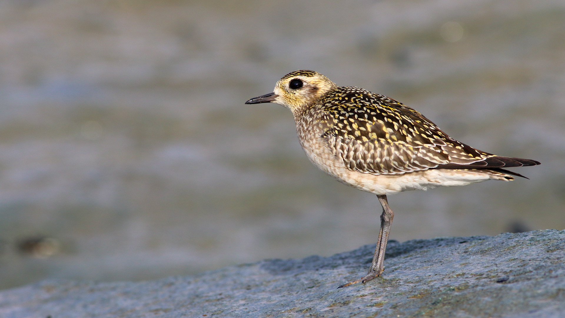 Küçük altın yağmurcun » Pacific Golden Plover » Pluvialis fulva