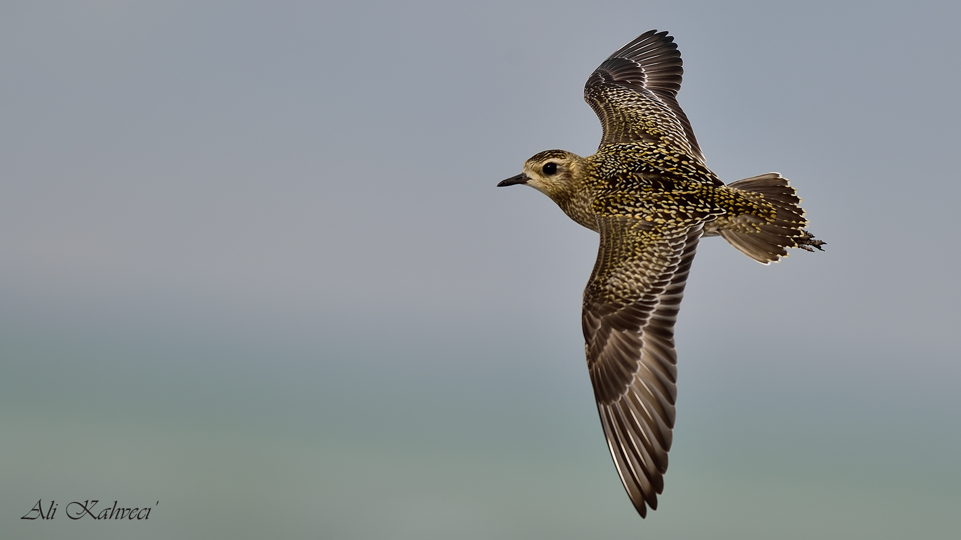 Küçük altın yağmurcun » Pacific Golden Plover » Pluvialis fulva