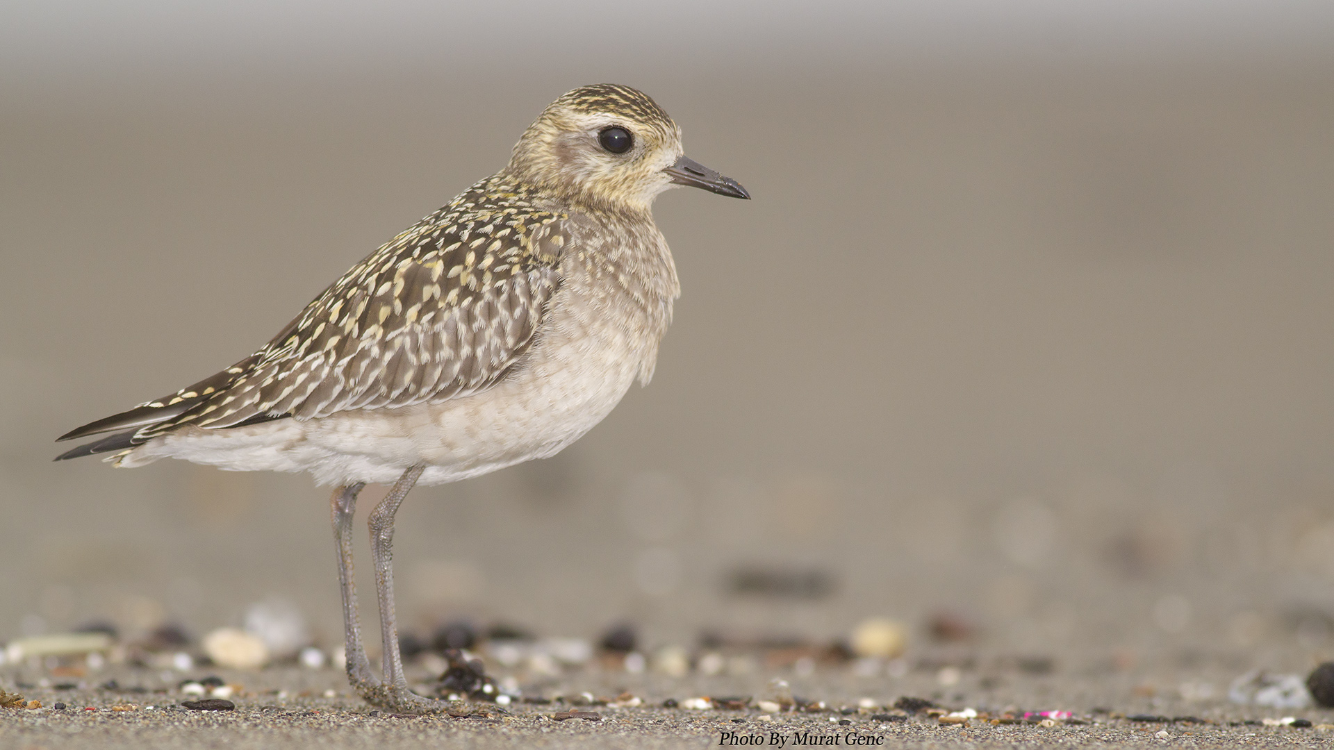 Küçük altın yağmurcun » Pacific Golden Plover » Pluvialis fulva