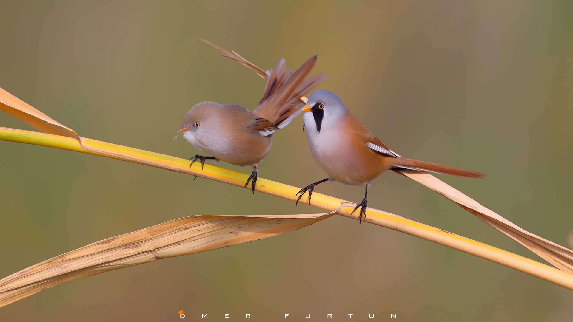 Bıyıklı baştankara » Bearded Reedling » Panurus biarmicus