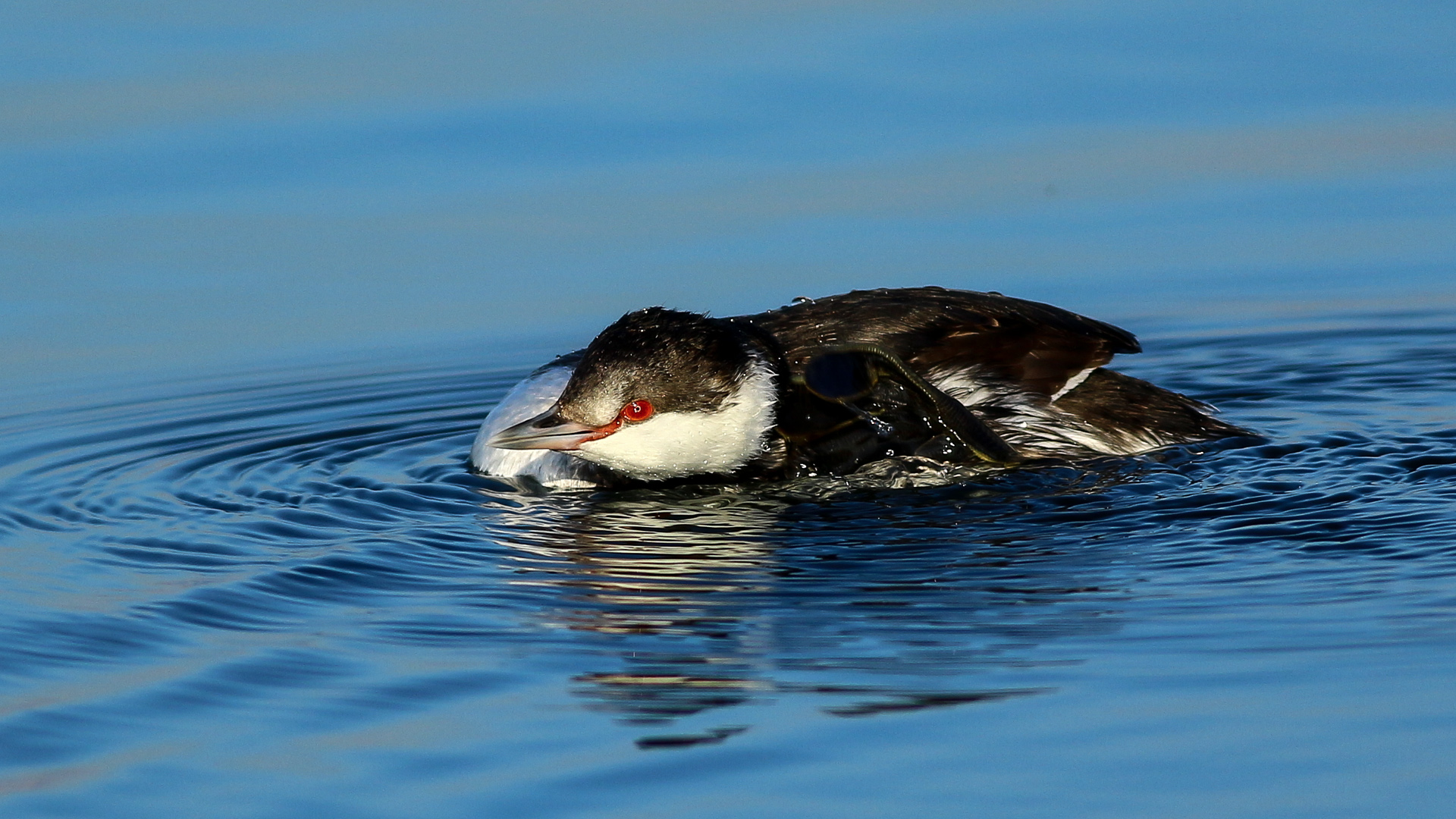 Kulaklı batağan » Horned Grebe » Podiceps auritus