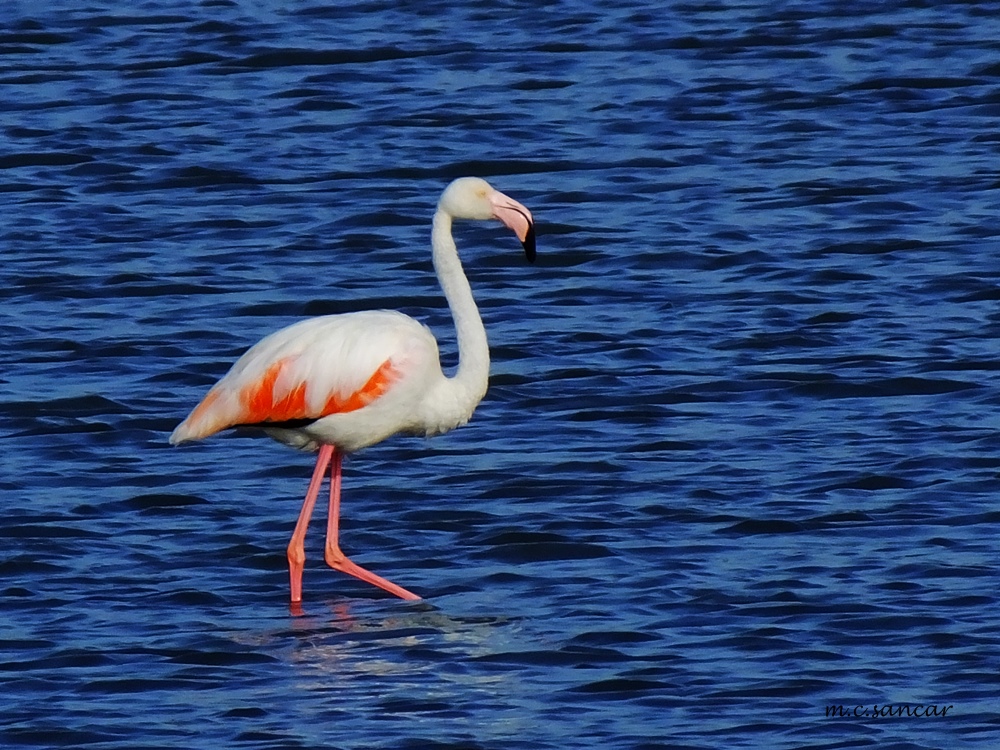 Flamingo