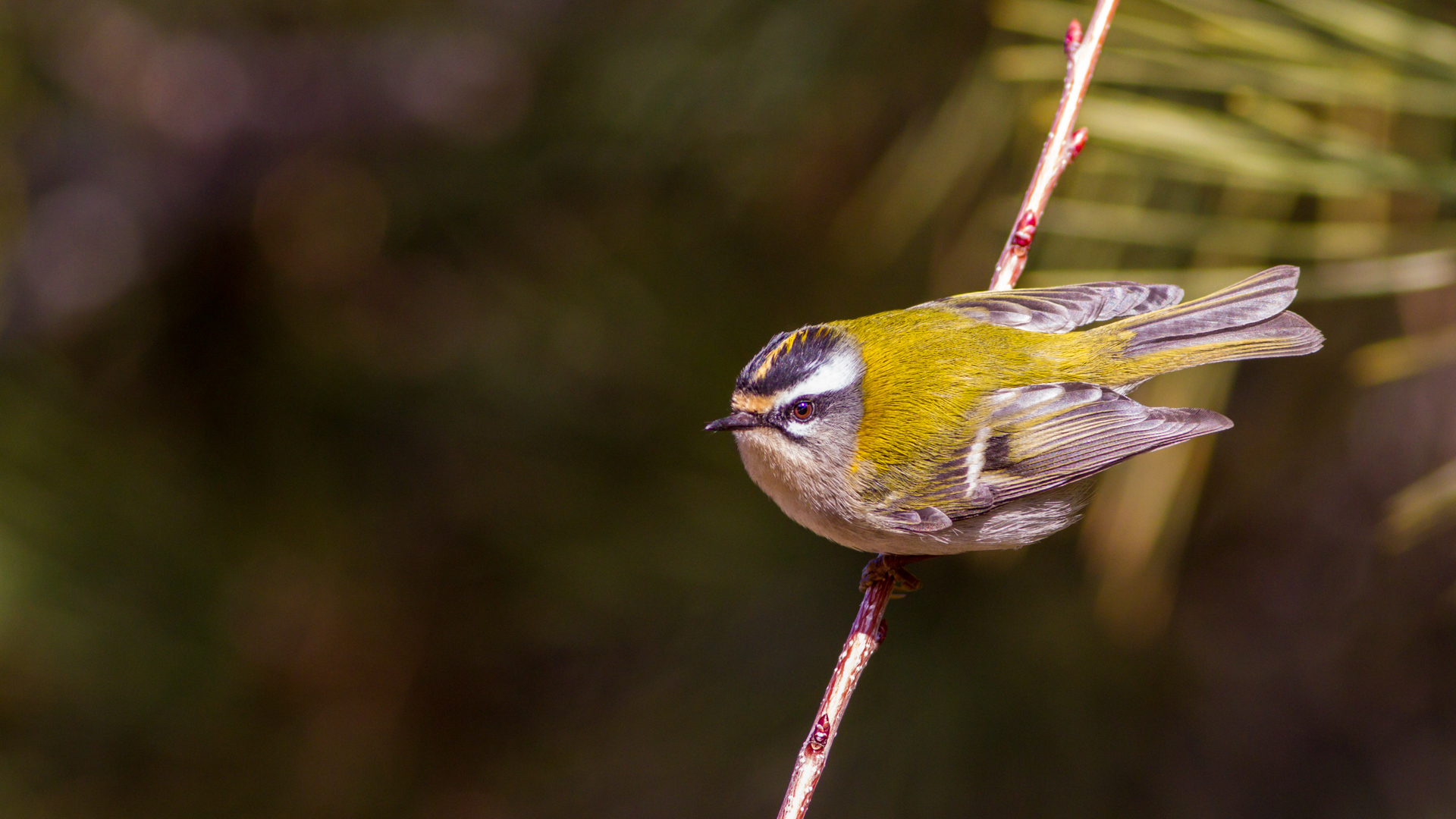 Sürmeli çalıkuşu » Common Firecrest » Regulus ignicapilla