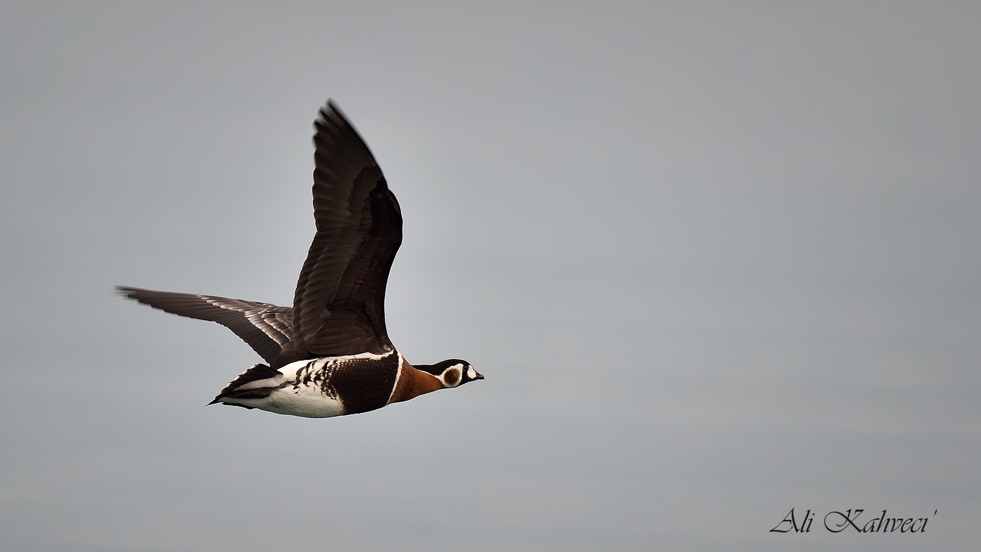 Sibirya kazı » Red-breasted Goose » Branta ruficollis