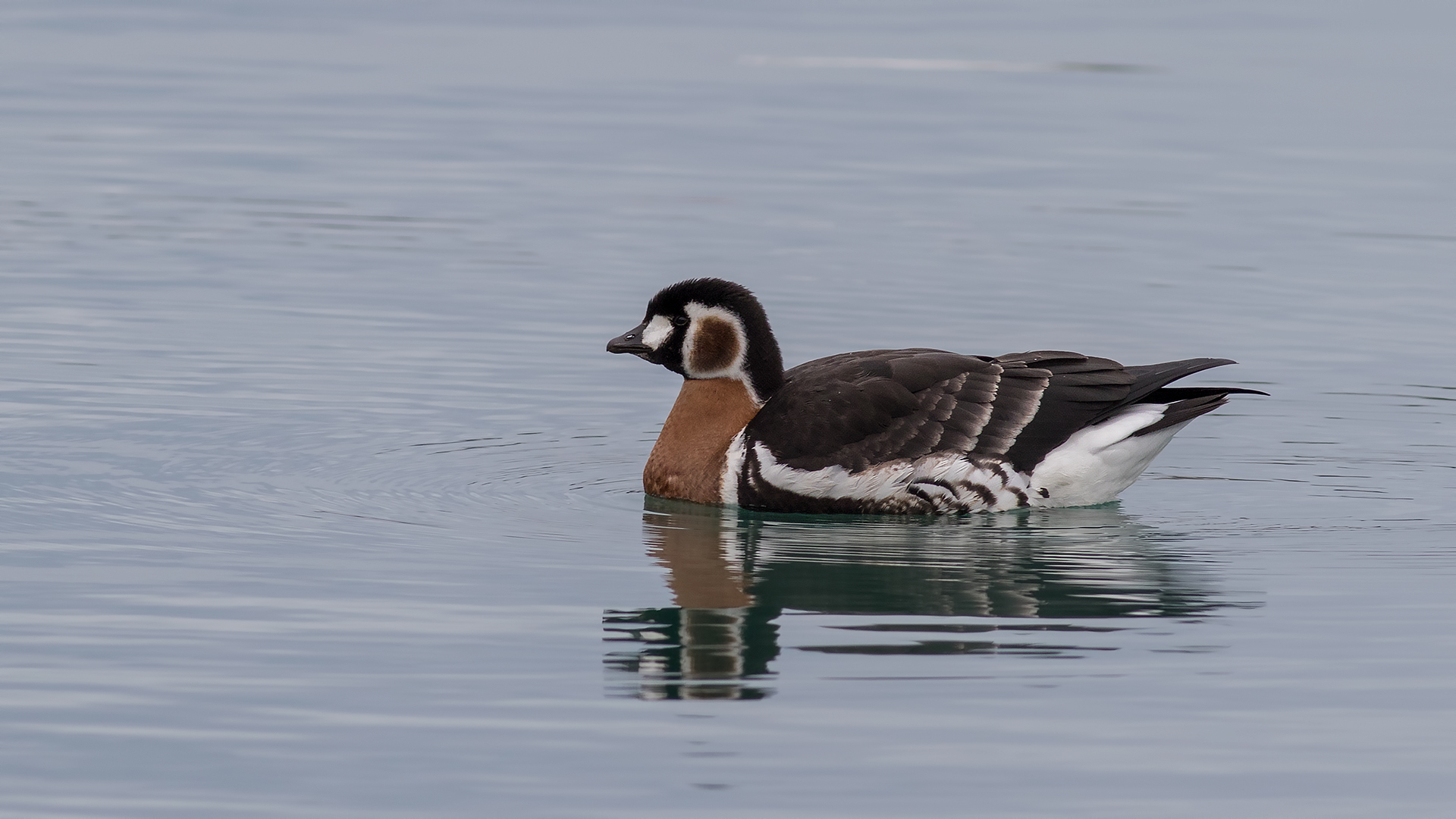 Sibirya kazı » Red-breasted Goose » Branta ruficollis