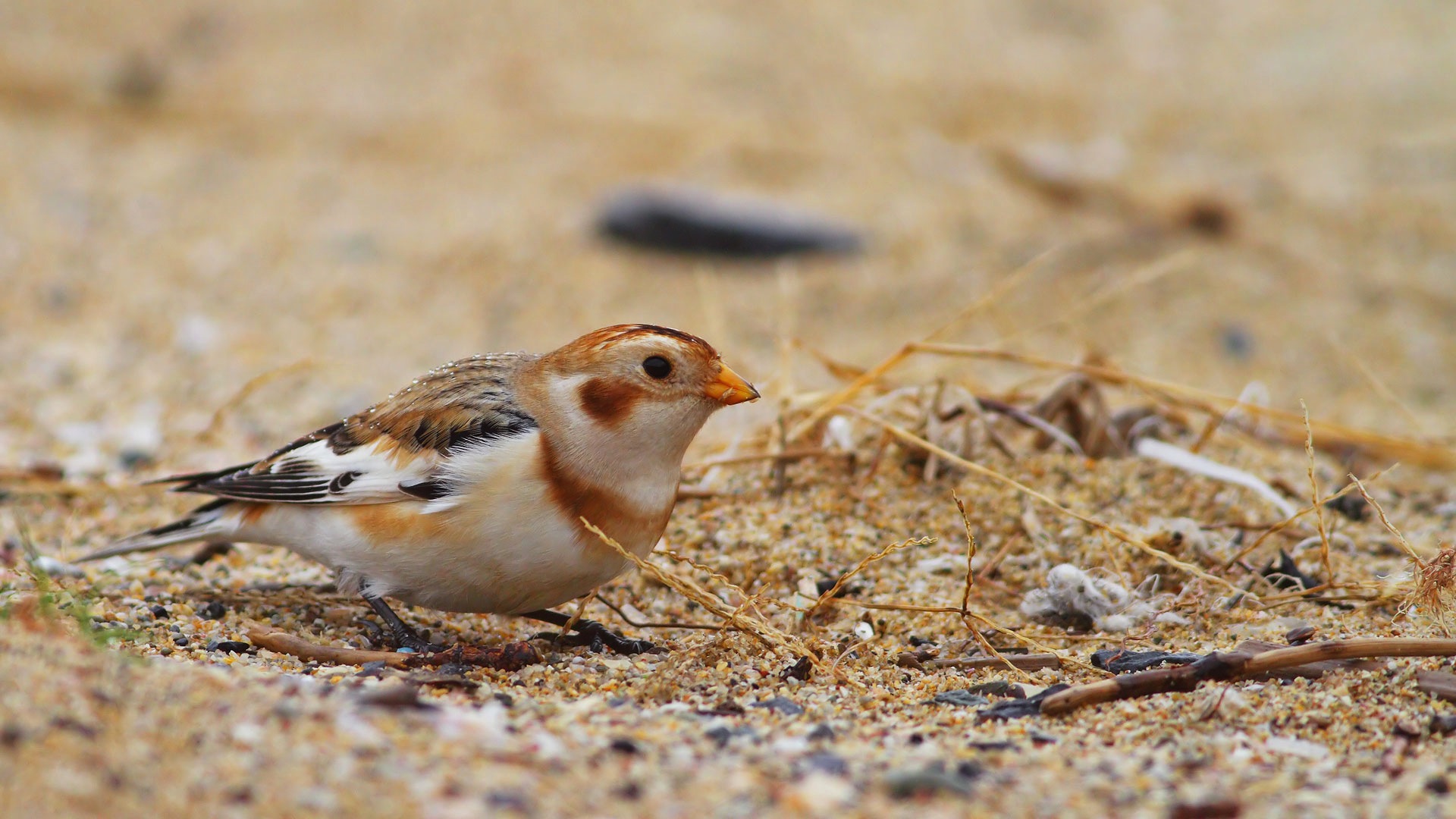 Alaca kirazkuşu » Snow Bunting » Plectrophenax nivalis