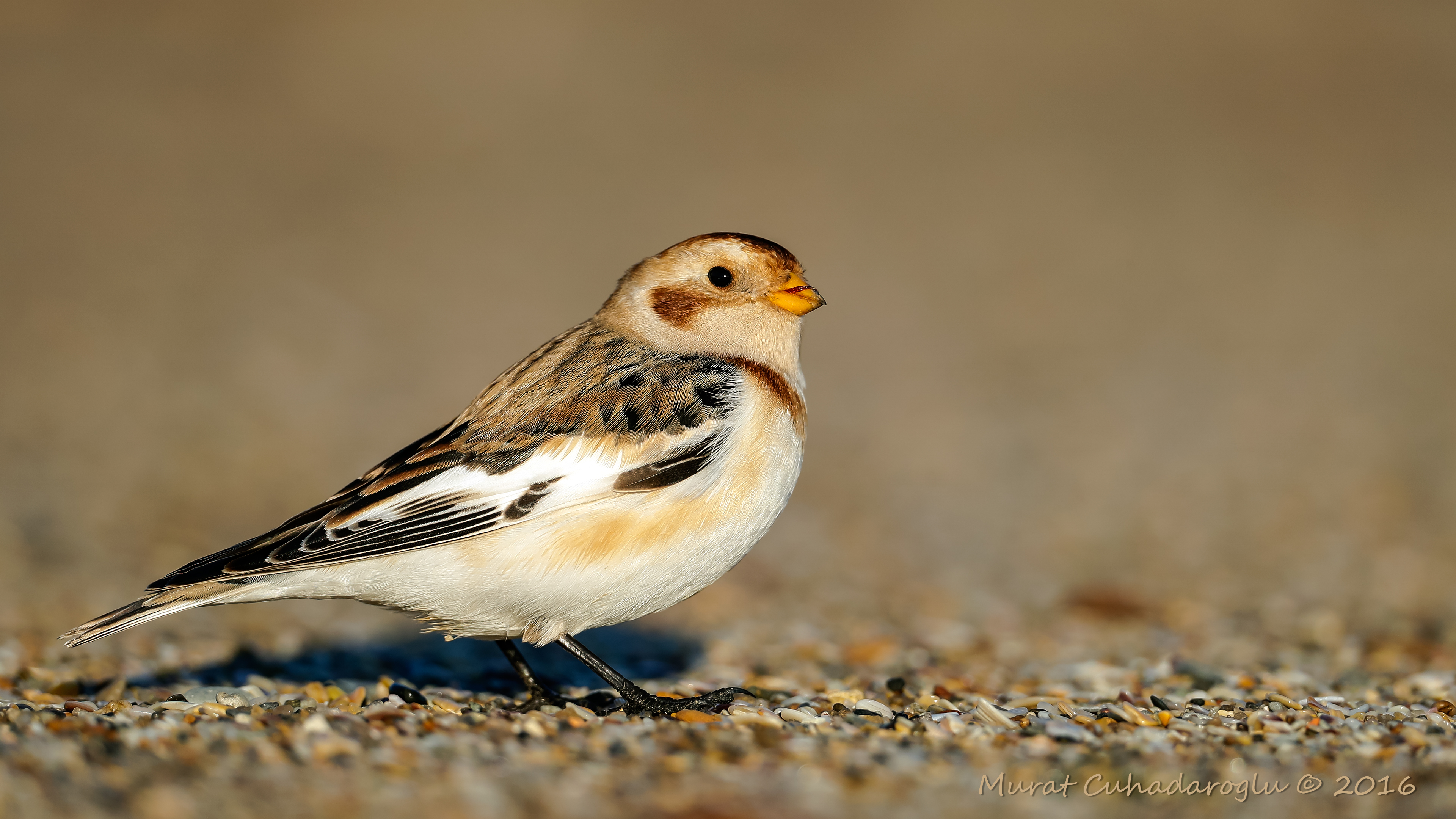 Alaca kirazkuşu » Snow Bunting » Plectrophenax nivalis