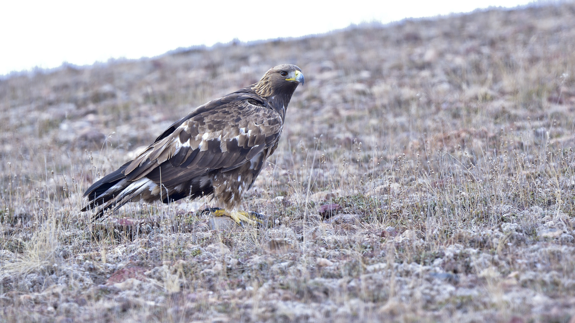 Kaya kartalı » Golden Eagle » Aquila chrysaetos