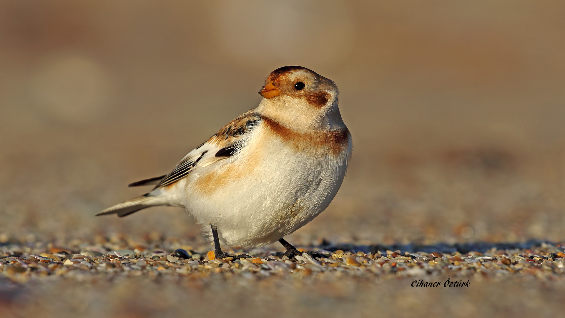 Alaca kirazkuşu » Snow Bunting » Plectrophenax nivalis