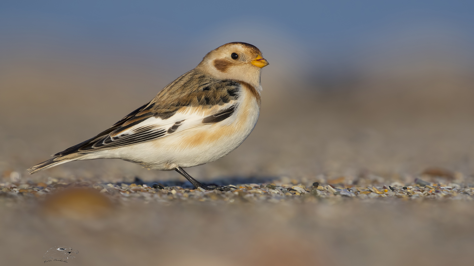 Alaca kirazkuşu » Snow Bunting » Plectrophenax nivalis