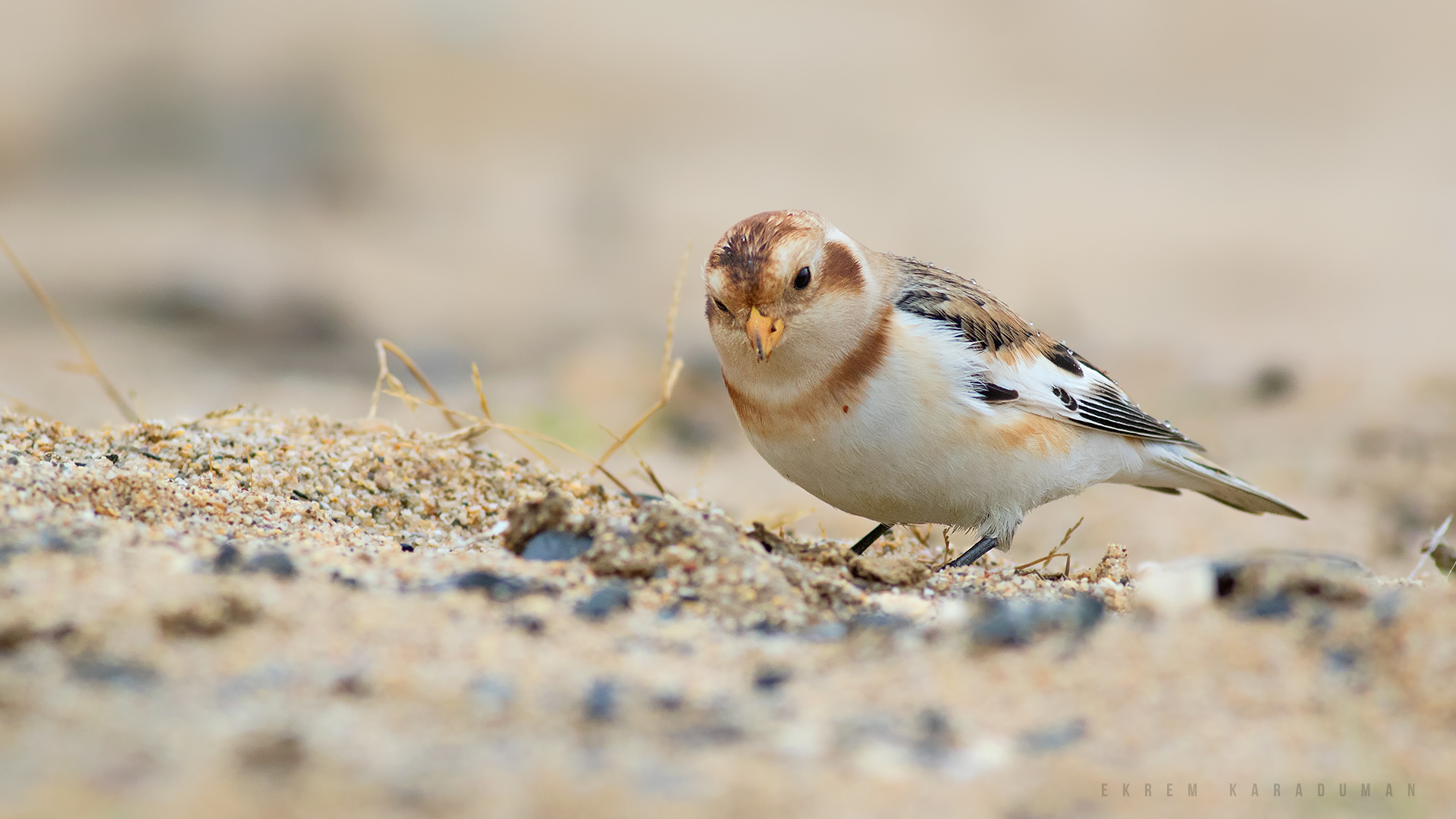 Alaca kirazkuşu » Snow Bunting » Plectrophenax nivalis