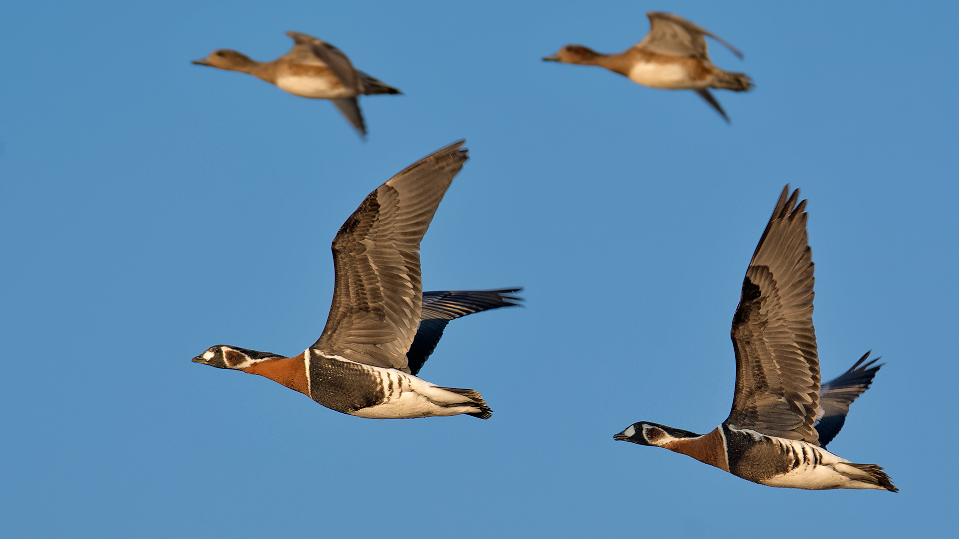 Sibirya kazı » Red-breasted Goose » Branta ruficollis