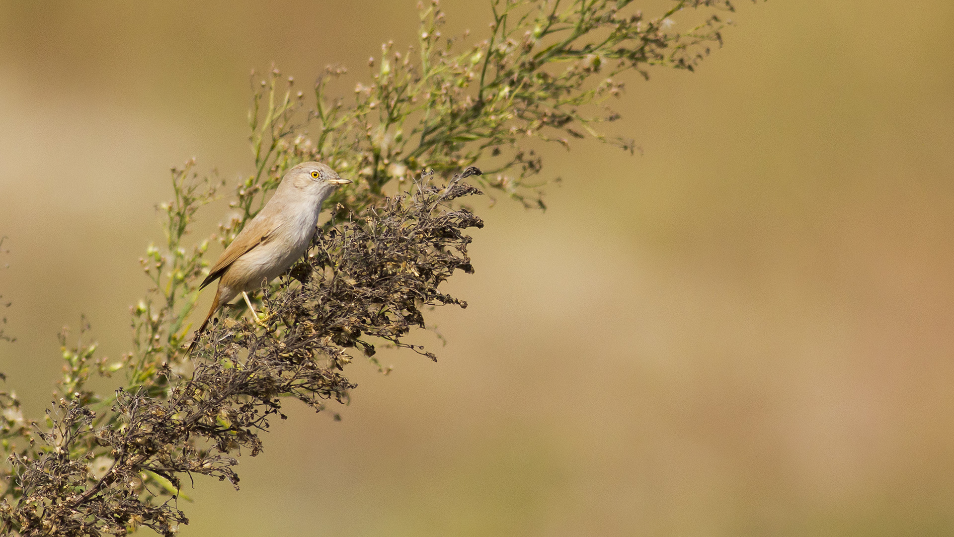 Çöl ötleğeni » Asian Desert Warbler » Sylvia nana