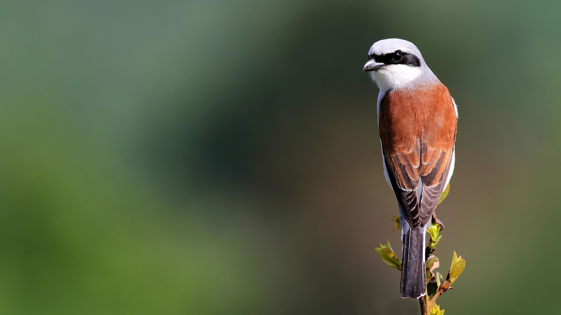 Kızılsırtlı örümcekkuşu » Red-backed Shrike » Lanius collurio