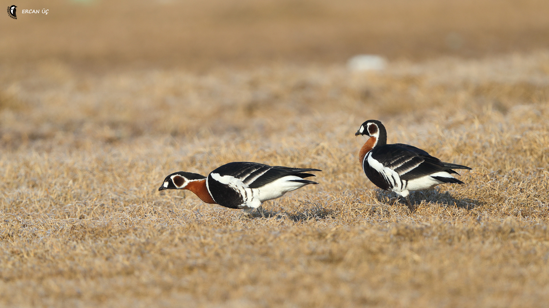 Sibirya kazı » Red-breasted Goose » Branta ruficollis